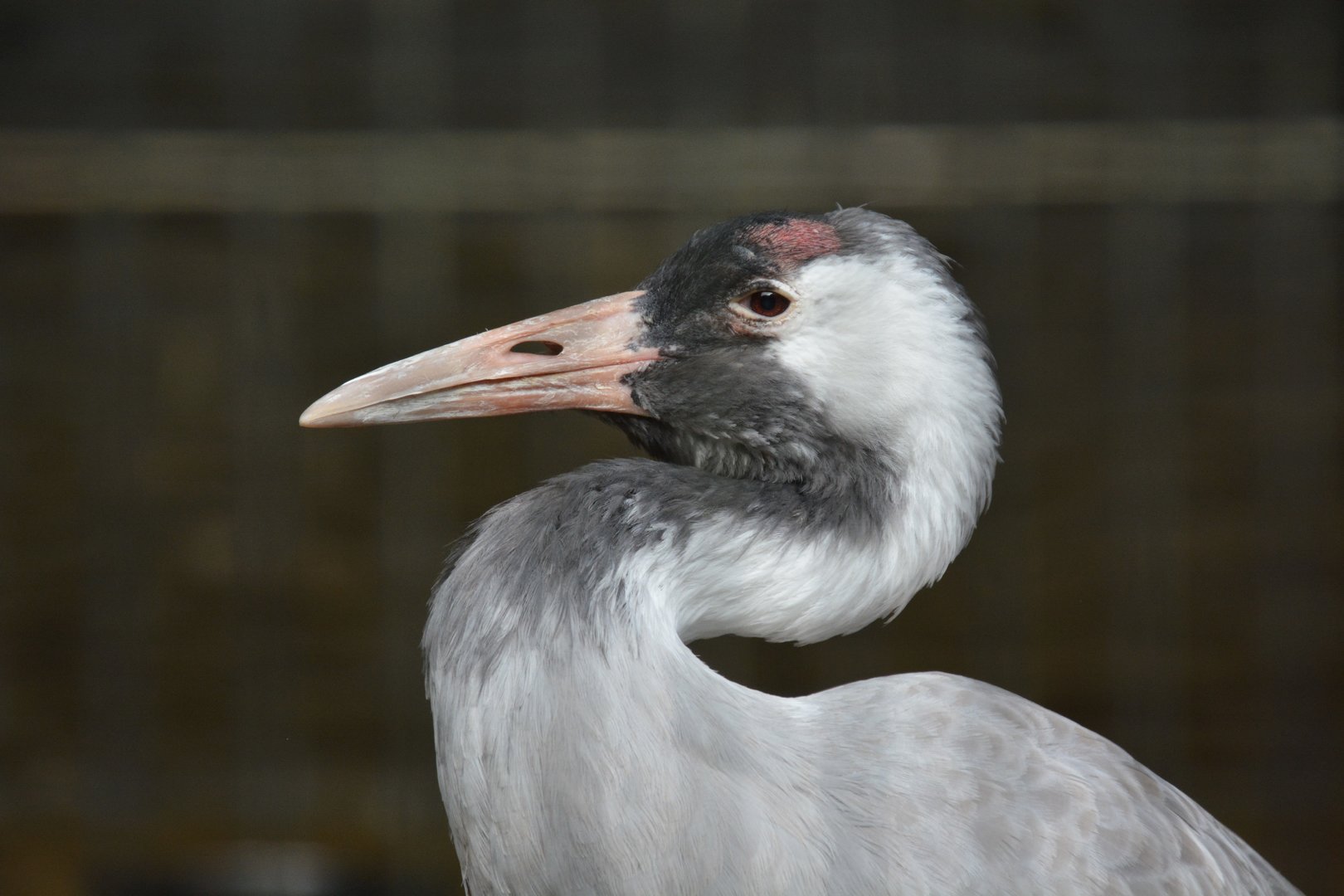 Eastern common crane (Grus grus lilfordi)