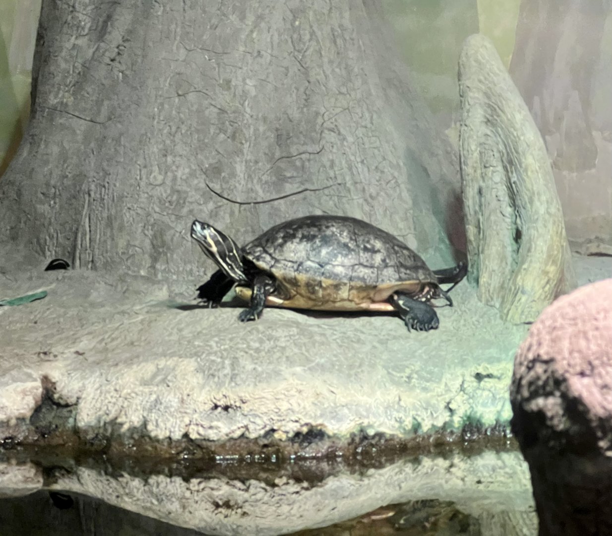 Eastern Cooter