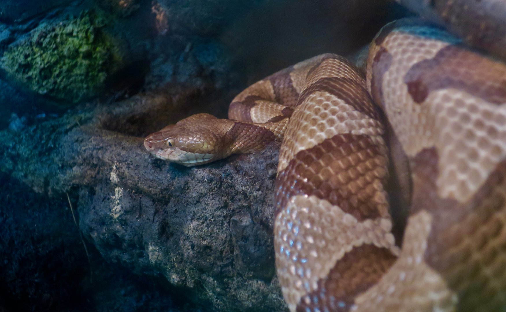 Eastern Copperhead (Agkistrodon contortrix)