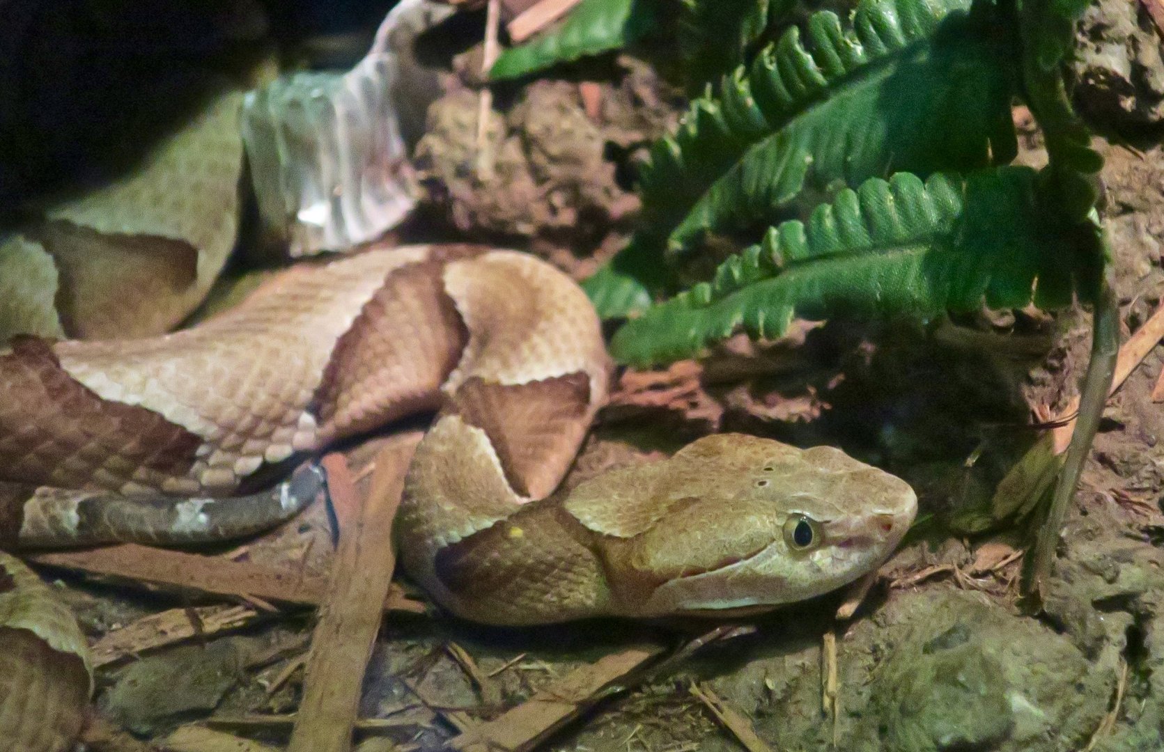 Eastern Copperhead (Agkistrodon contortrix)