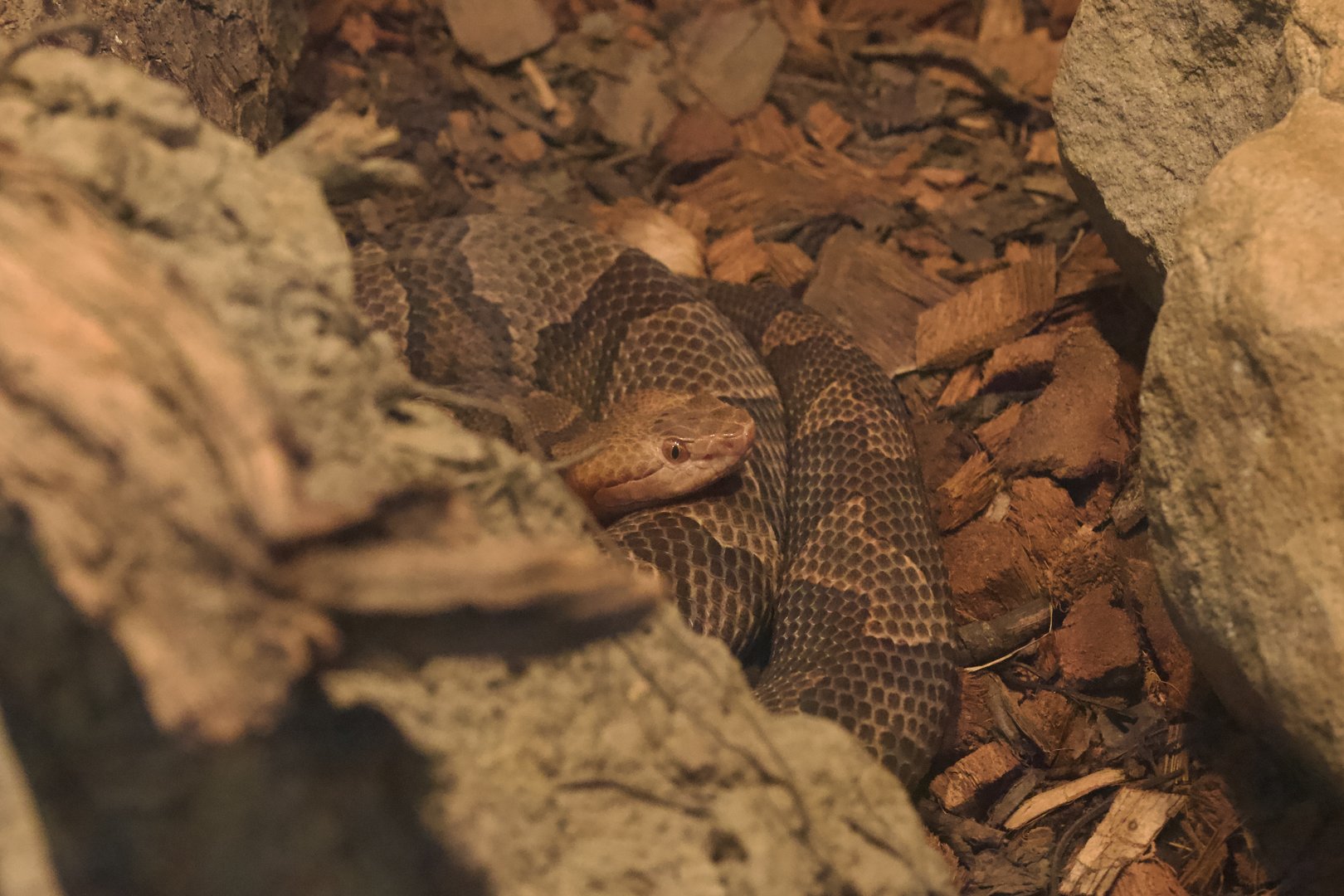 Eastern Copperhead/ Agkistrodon contortrix