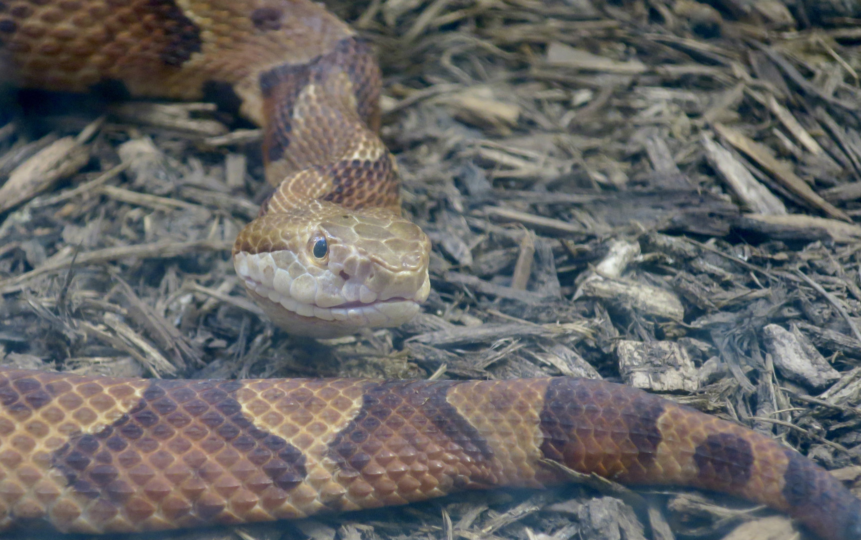 Eastern Copperhead (Agkistrodon contortrix)