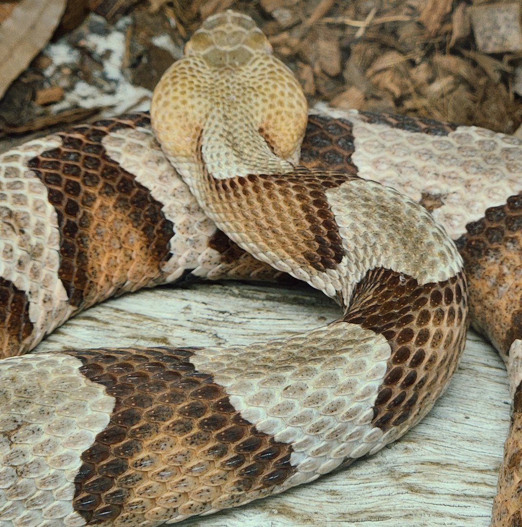 Eastern Copperhead (Agkistrodon contortrix)