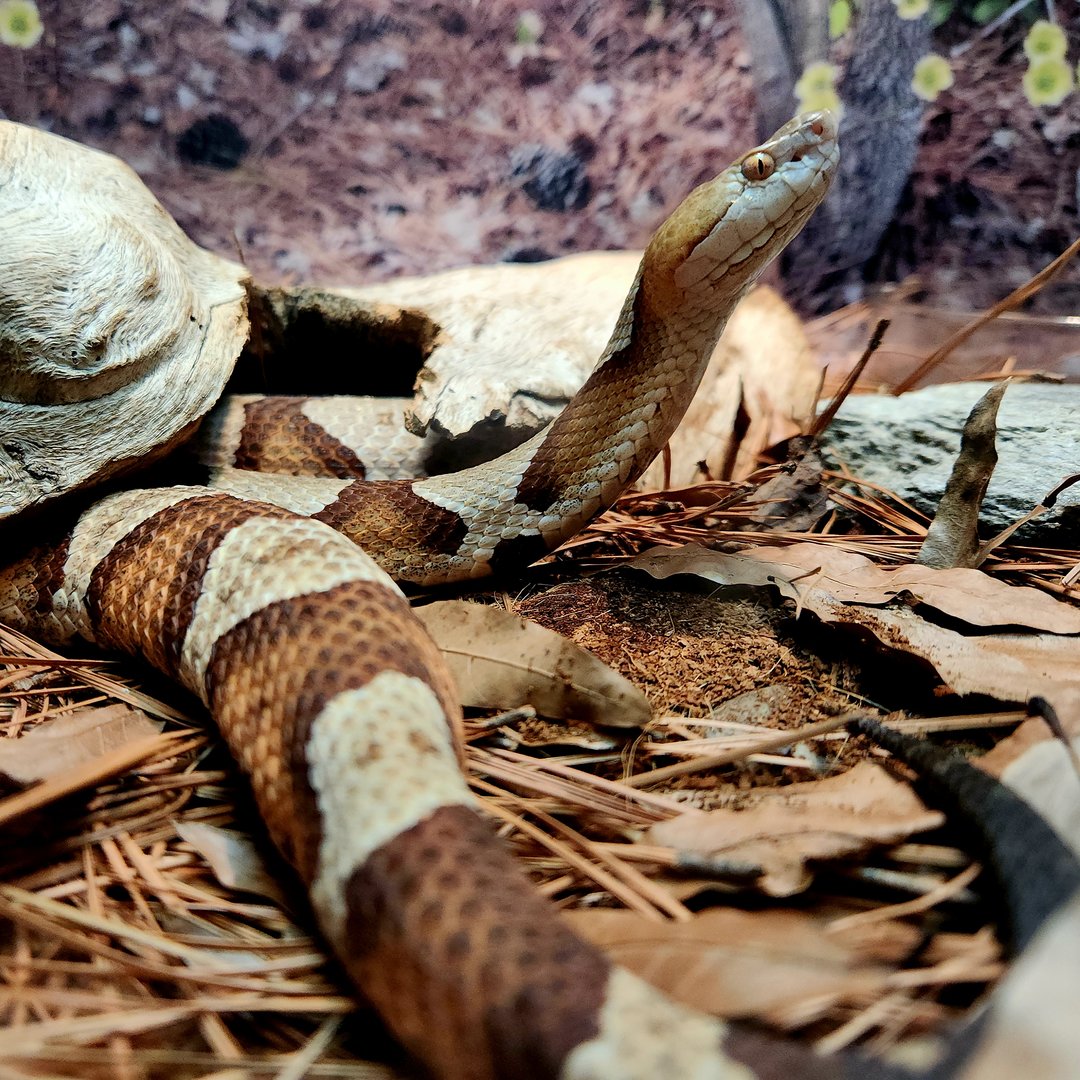 Eastern Copperhead (Agkistrodon contortrix)