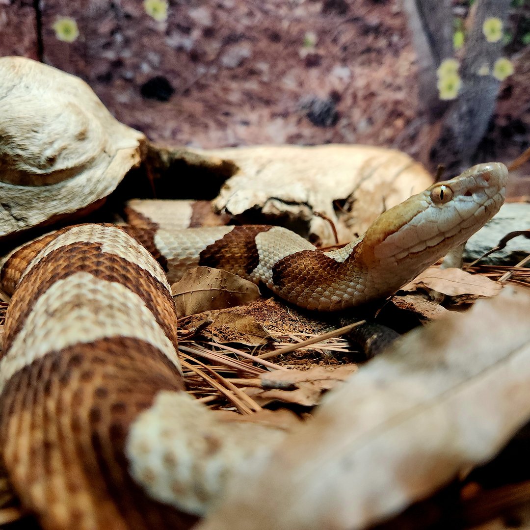 Eastern Copperhead (Agkistrodon contortrix)