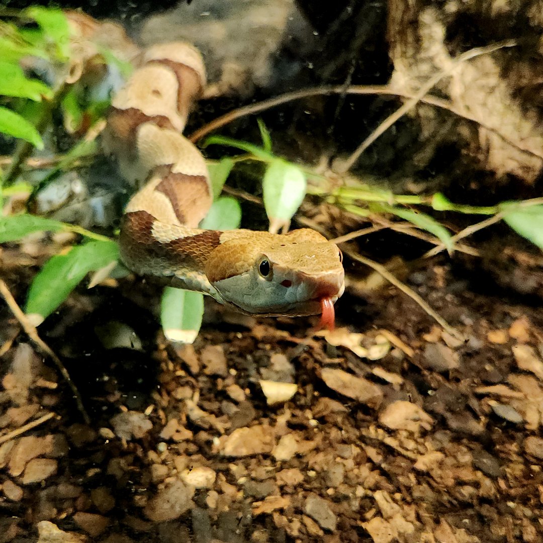 Eastern Copperhead (Agkistrodon contortrix)
