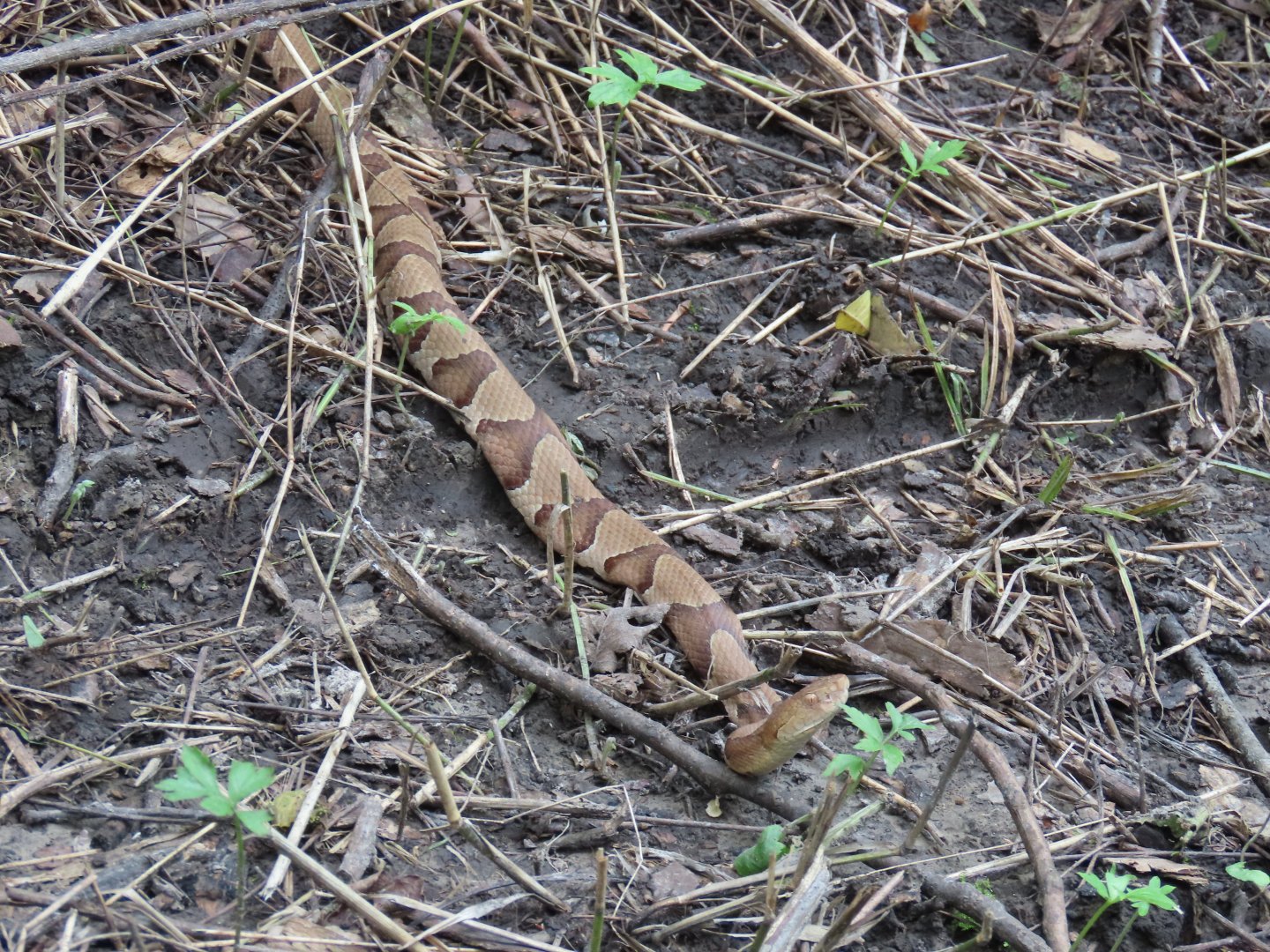Eastern Copperhead (Agkistrodon contortrix)