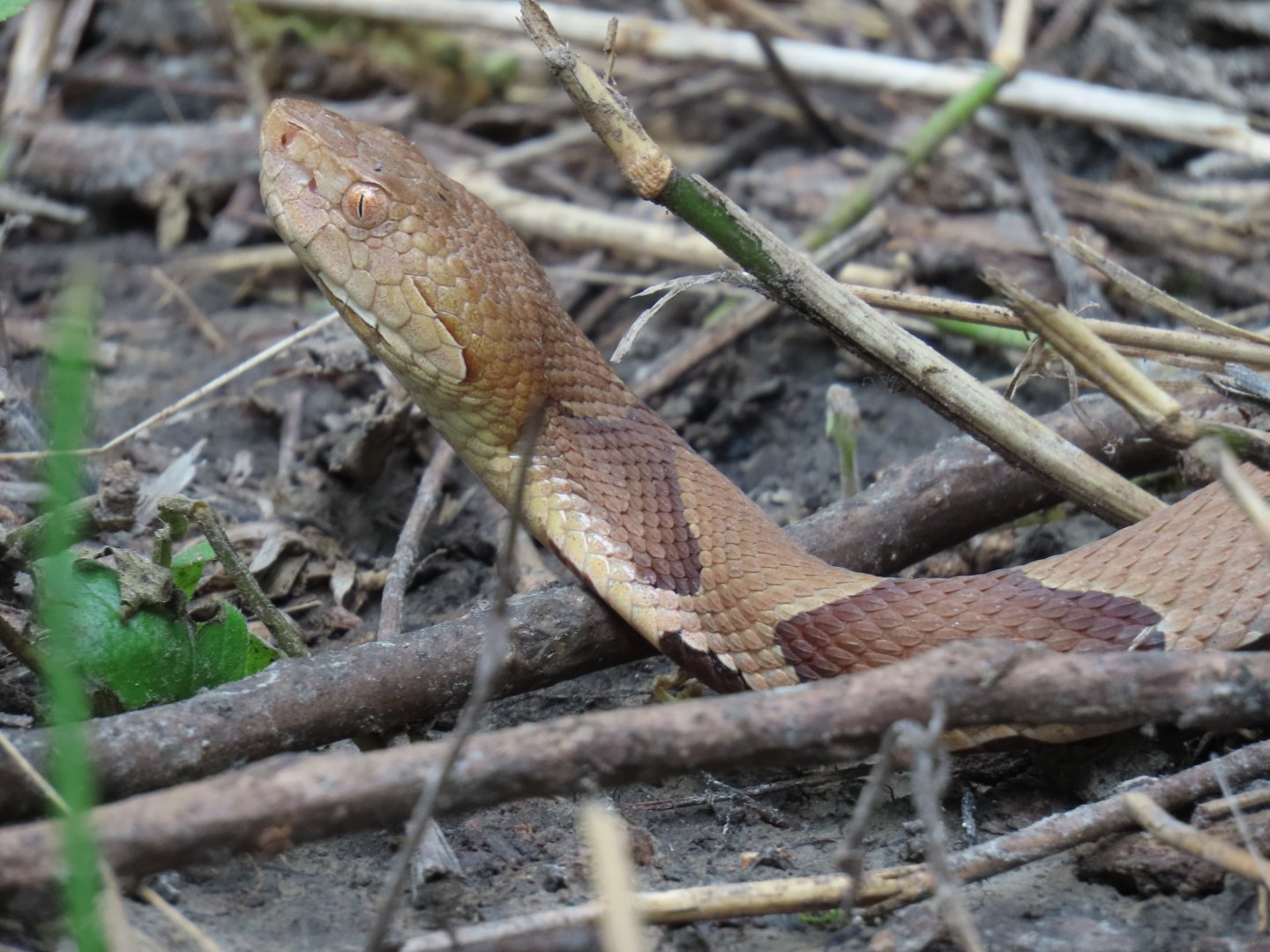 Eastern Copperhead (Agkistrodon contortrix)