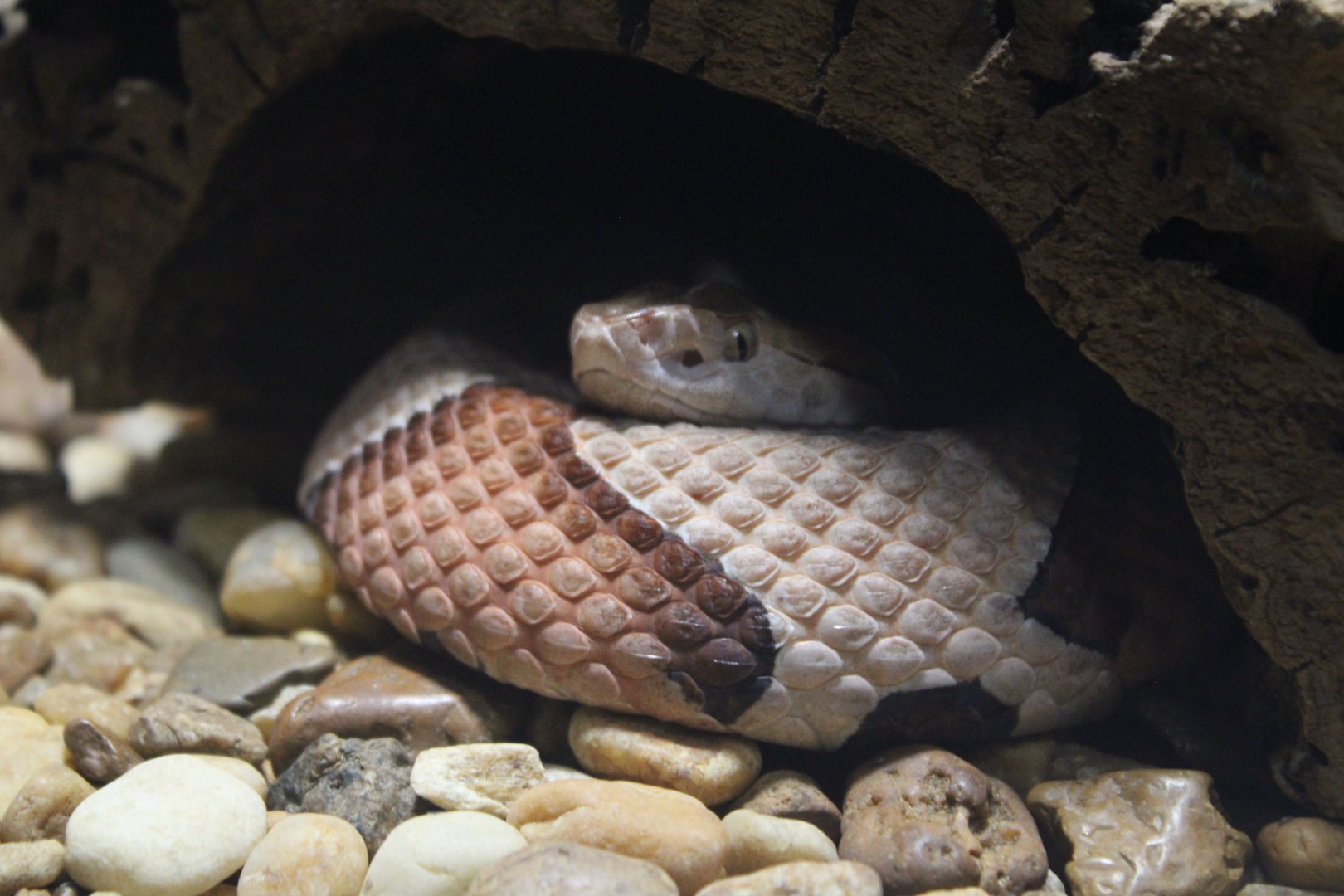 Eastern Copperhead (Agkistrodon contortrix)
