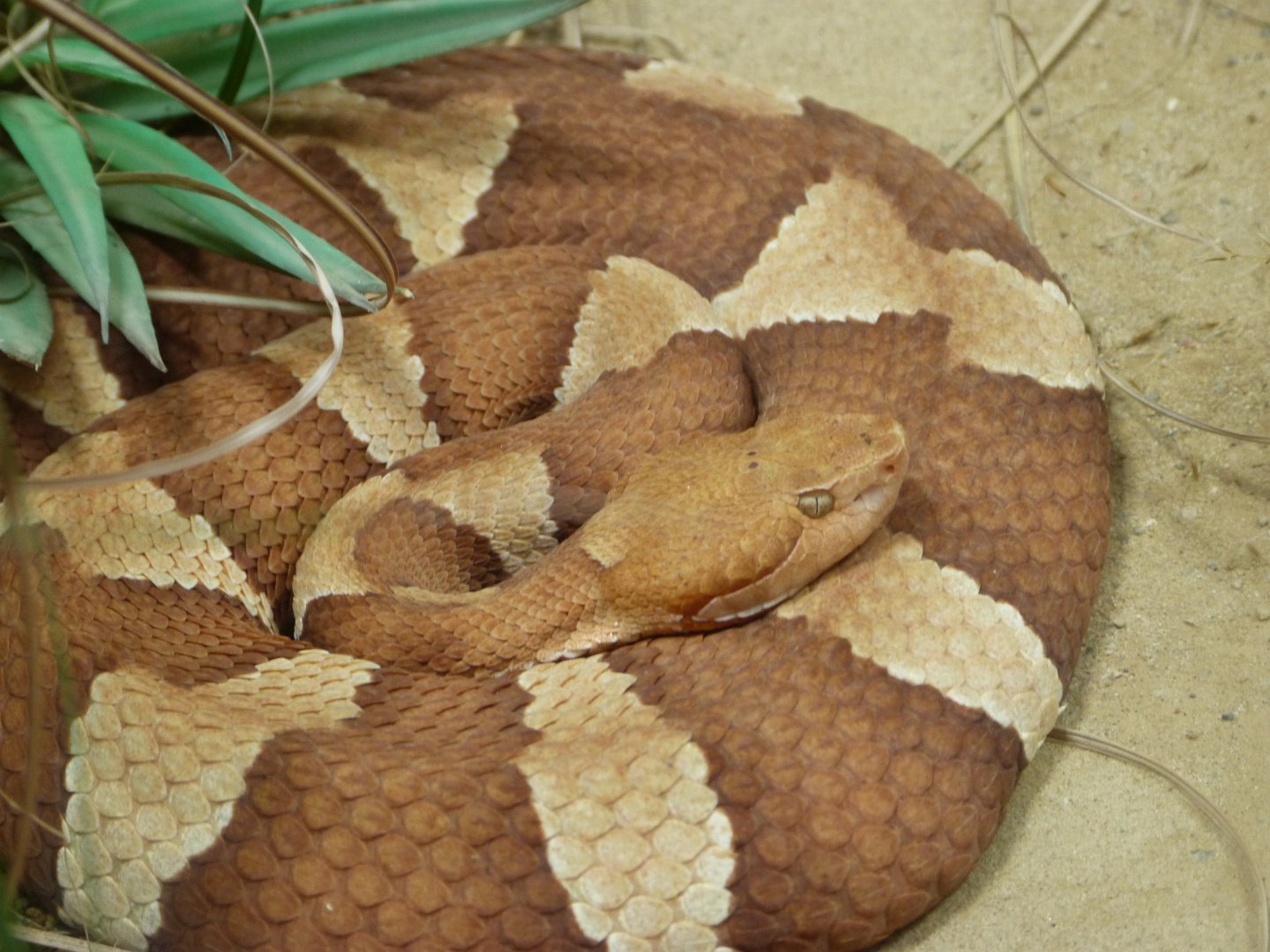 Eastern copperhead -Aquarium Berlin (2024)