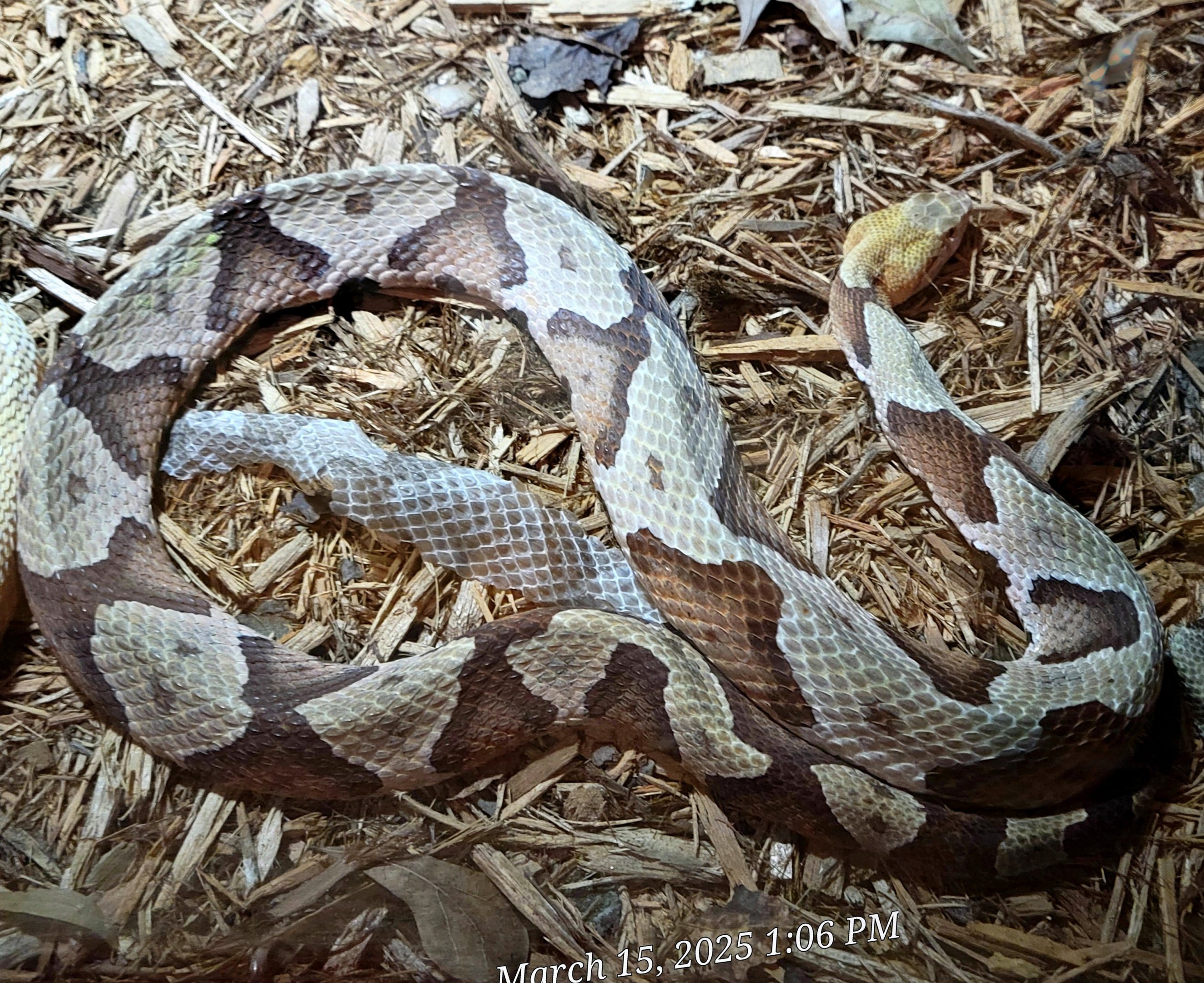 Eastern Copperhead - Bee City Zoo - March 2025