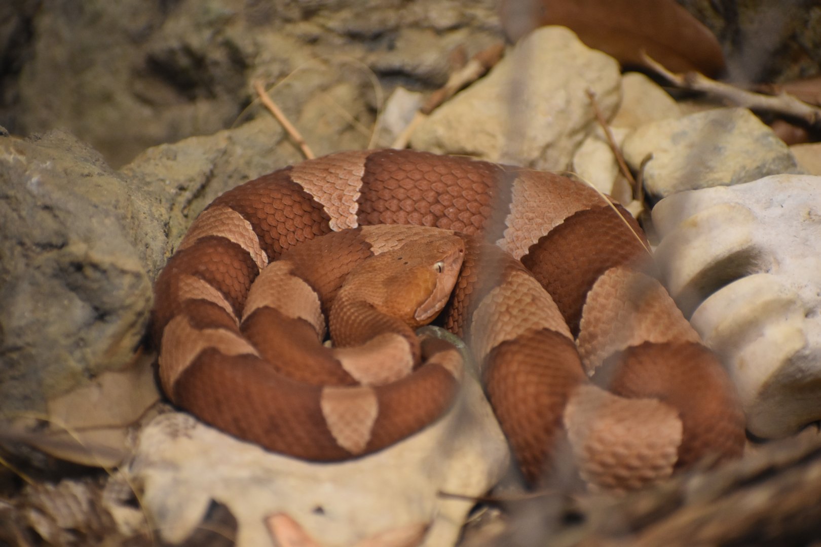 Eastern Copperhead