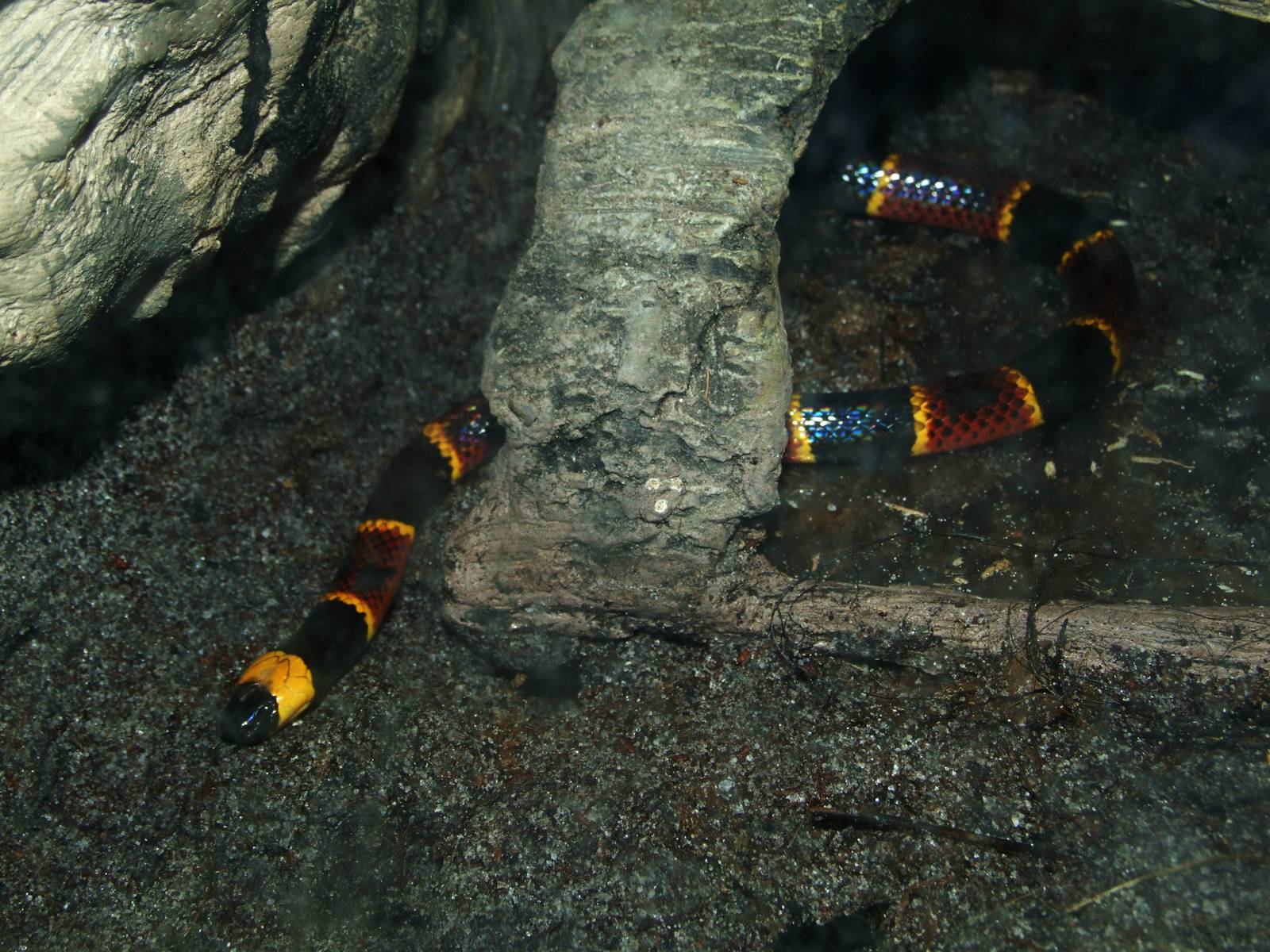 Eastern Coral Snake at Jacksonville, 10/10/13
