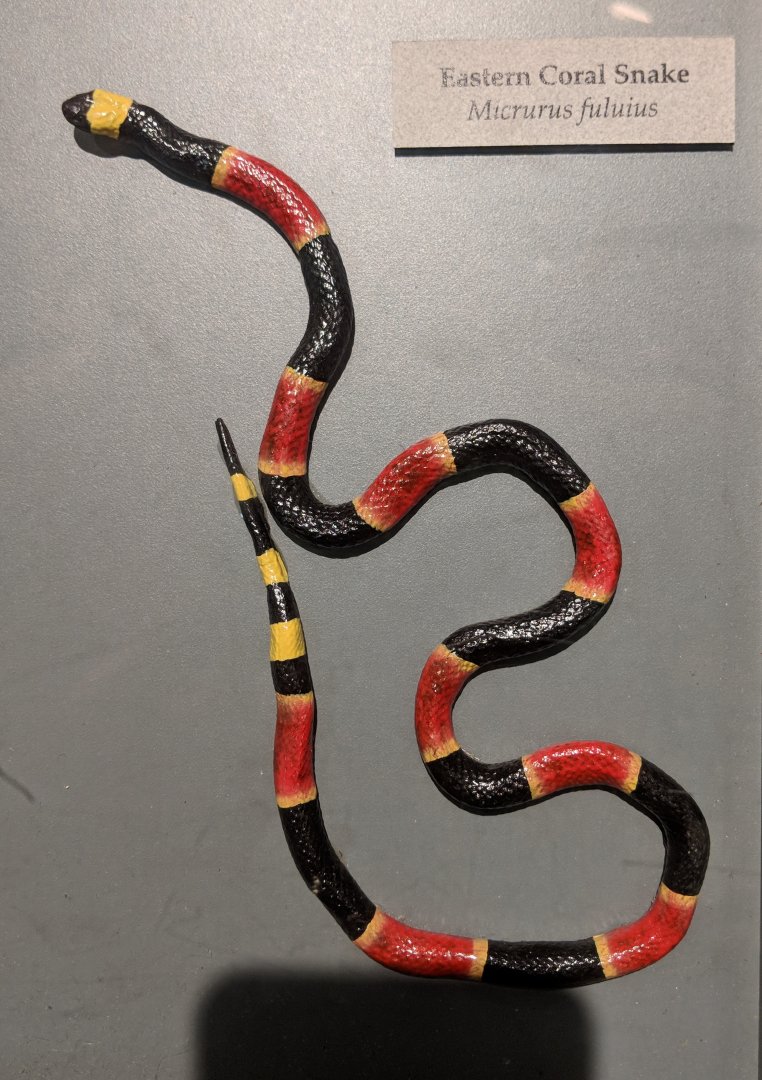 Eastern coral snake (Micrurus fulvius)