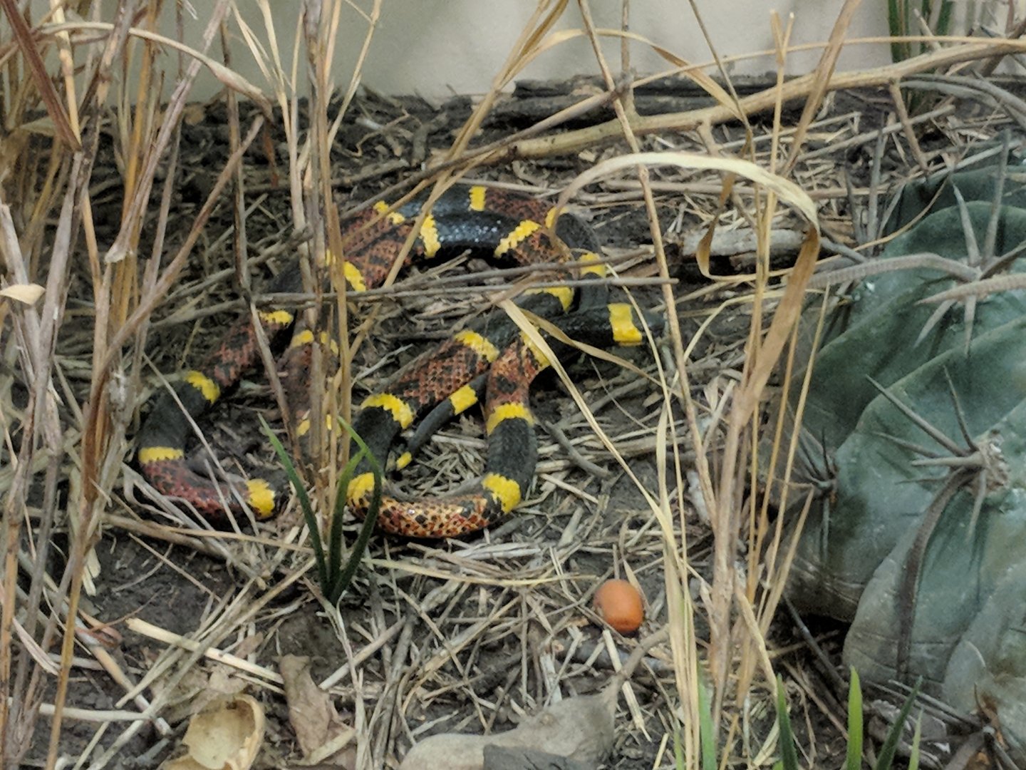 Eastern coral snake (Micrurus fulvius)