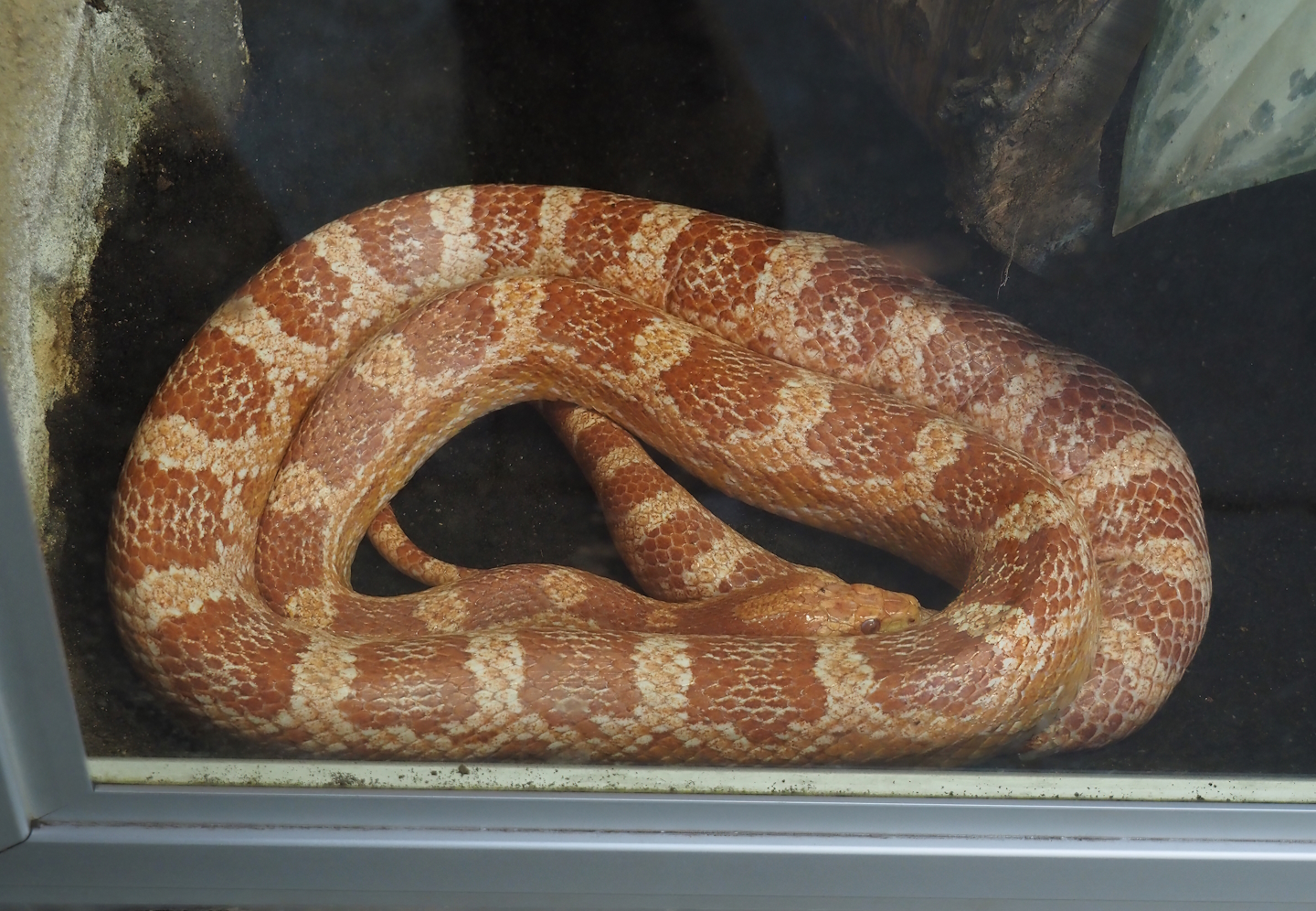 Eastern corn snake (Pantherophis guttatus), 2024-06-08