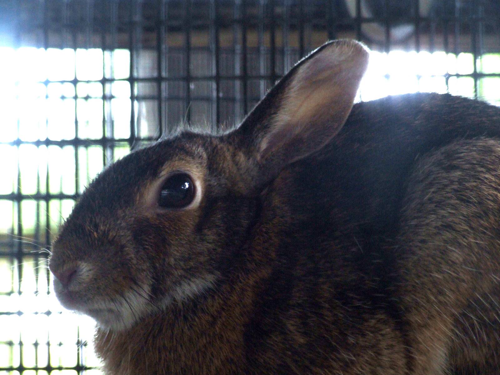 Eastern Cottontail at Peace River Wildlife Centre, 09/10/13