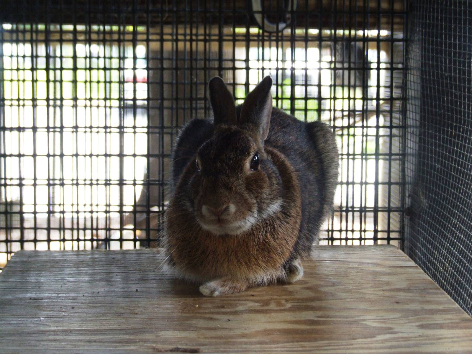 Eastern Cottontail at Peace River Wildlife Centre, 09/10/13