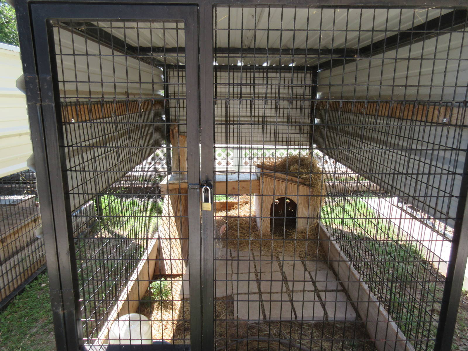 Eastern Cottontail Exhibit