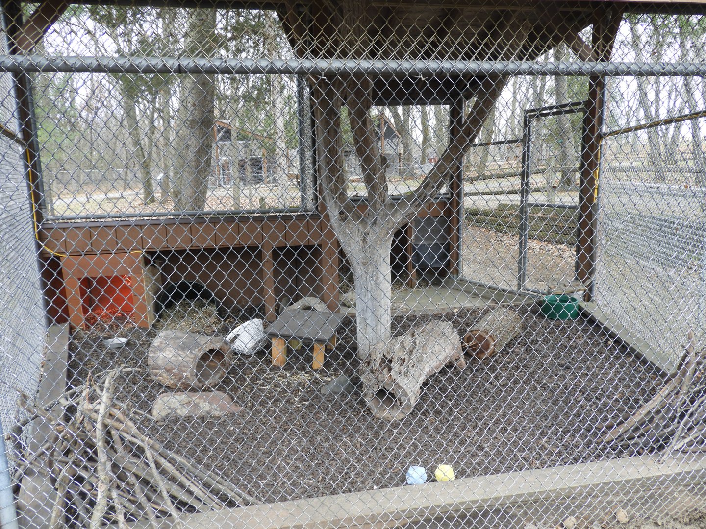 Eastern Cottontail exhibit