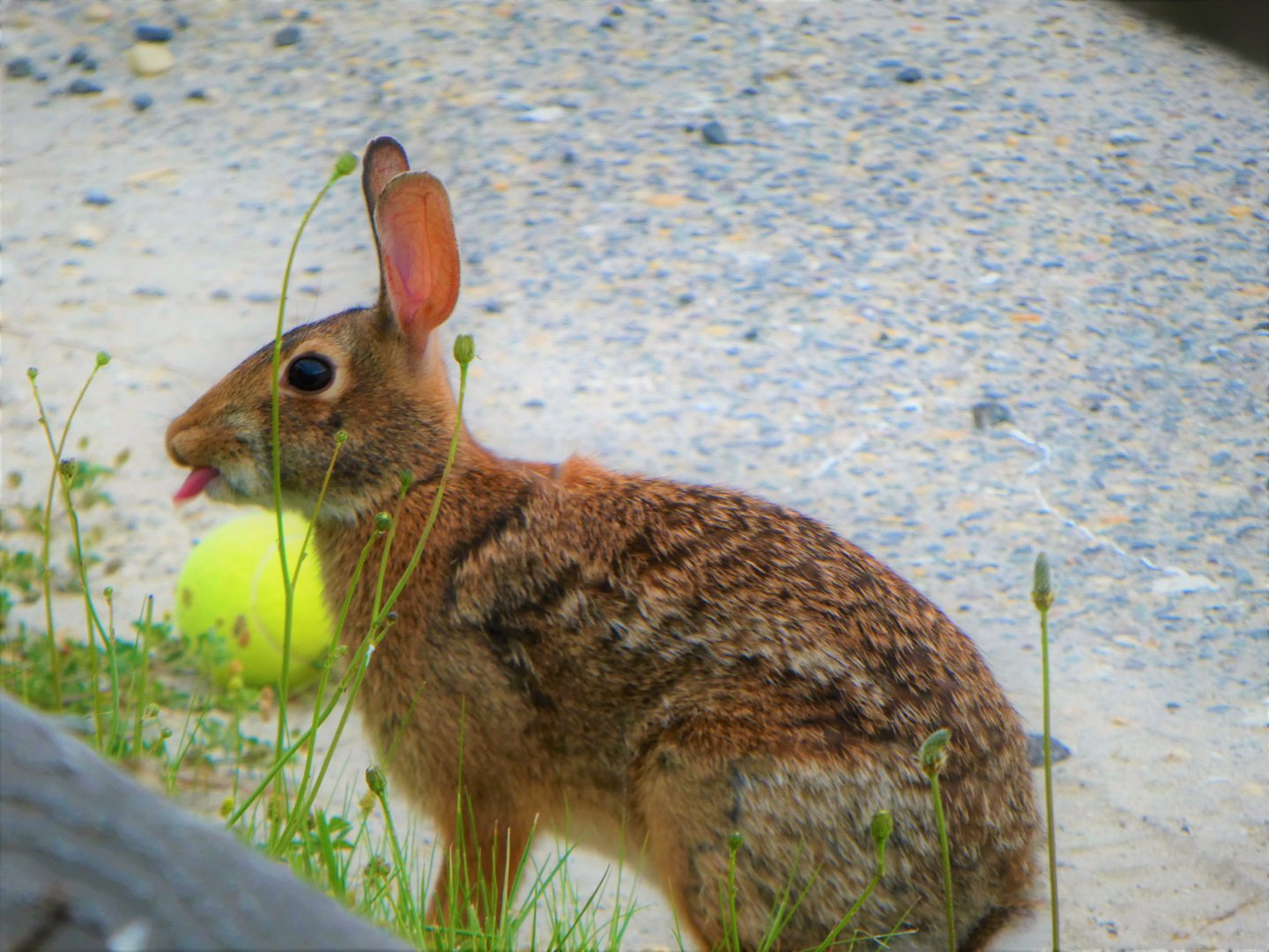 Eastern Cottontail :P