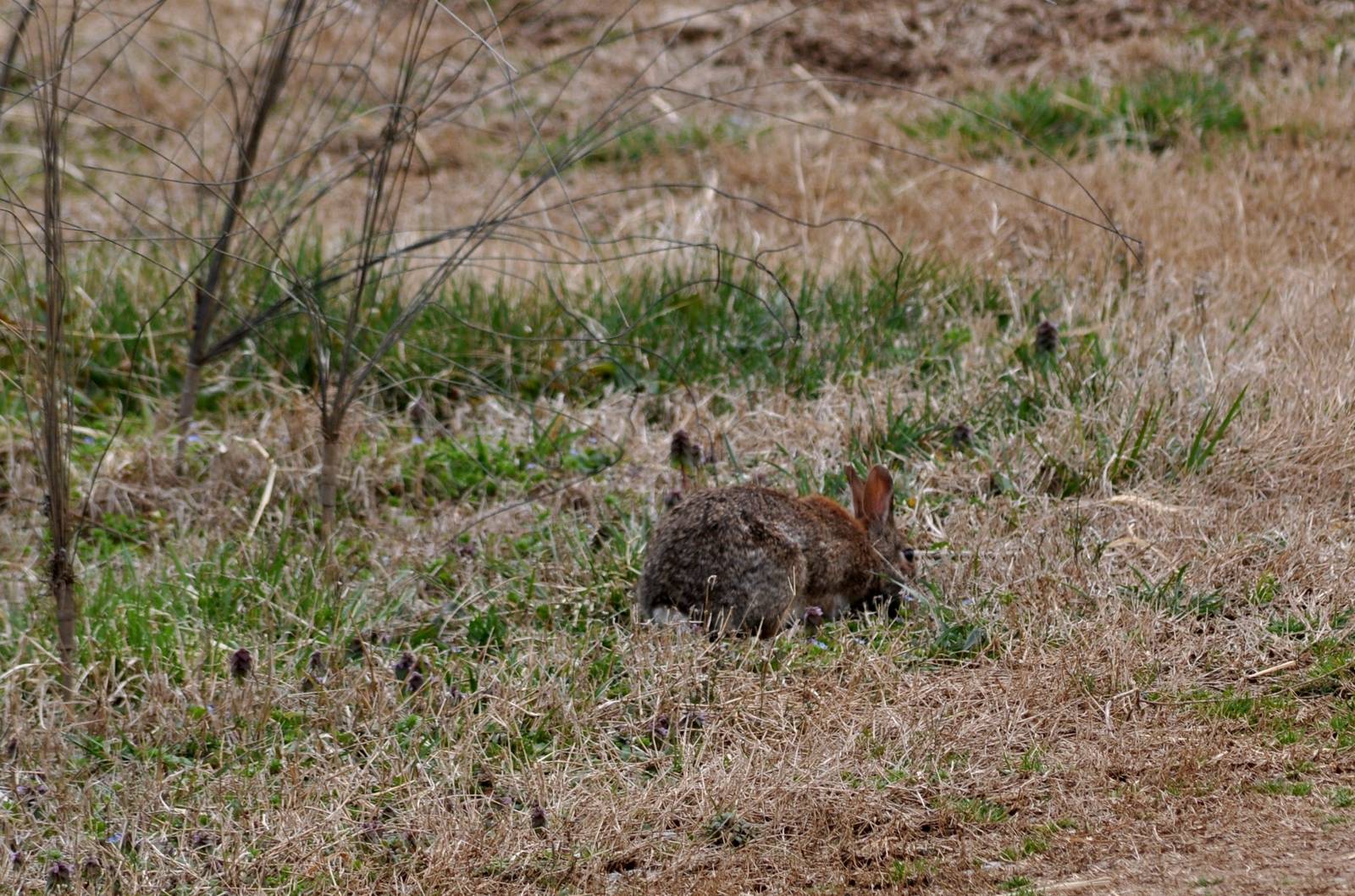 Eastern Cottontail Rabbit (wild) in Elephant Exhibit
