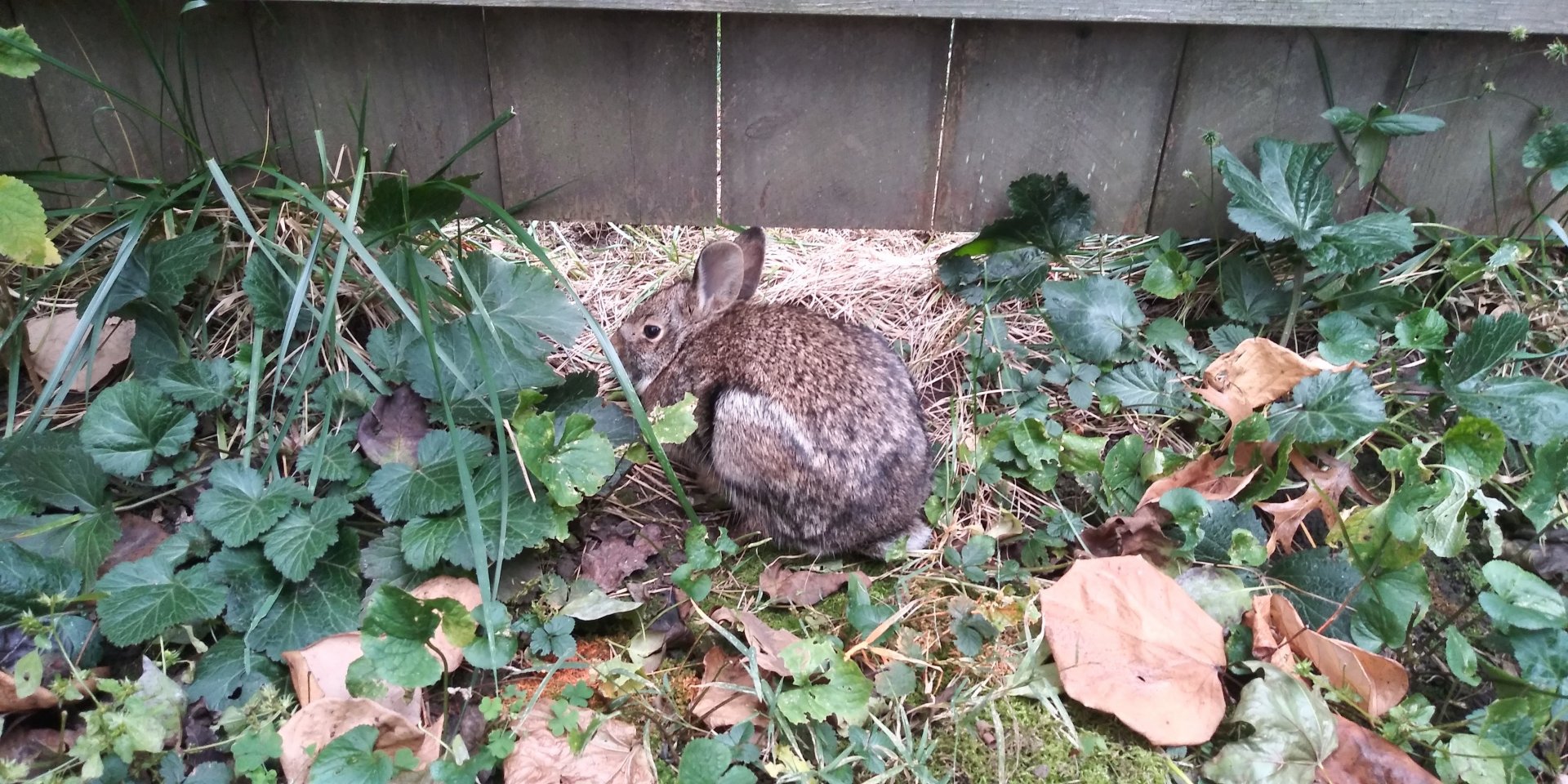 Eastern Cottontail Rabbit