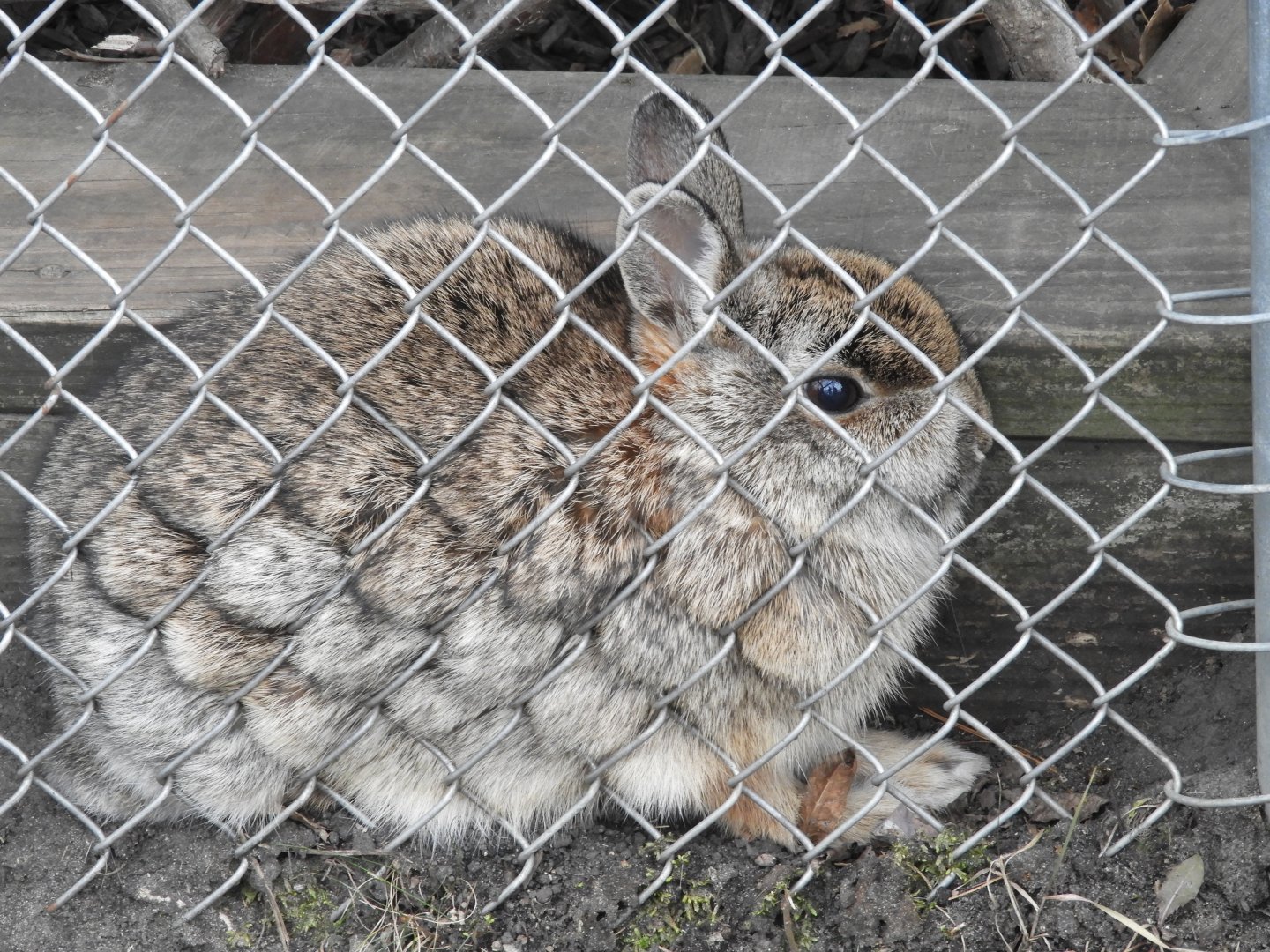 Eastern Cottontail (Sylvilagus floridanus)