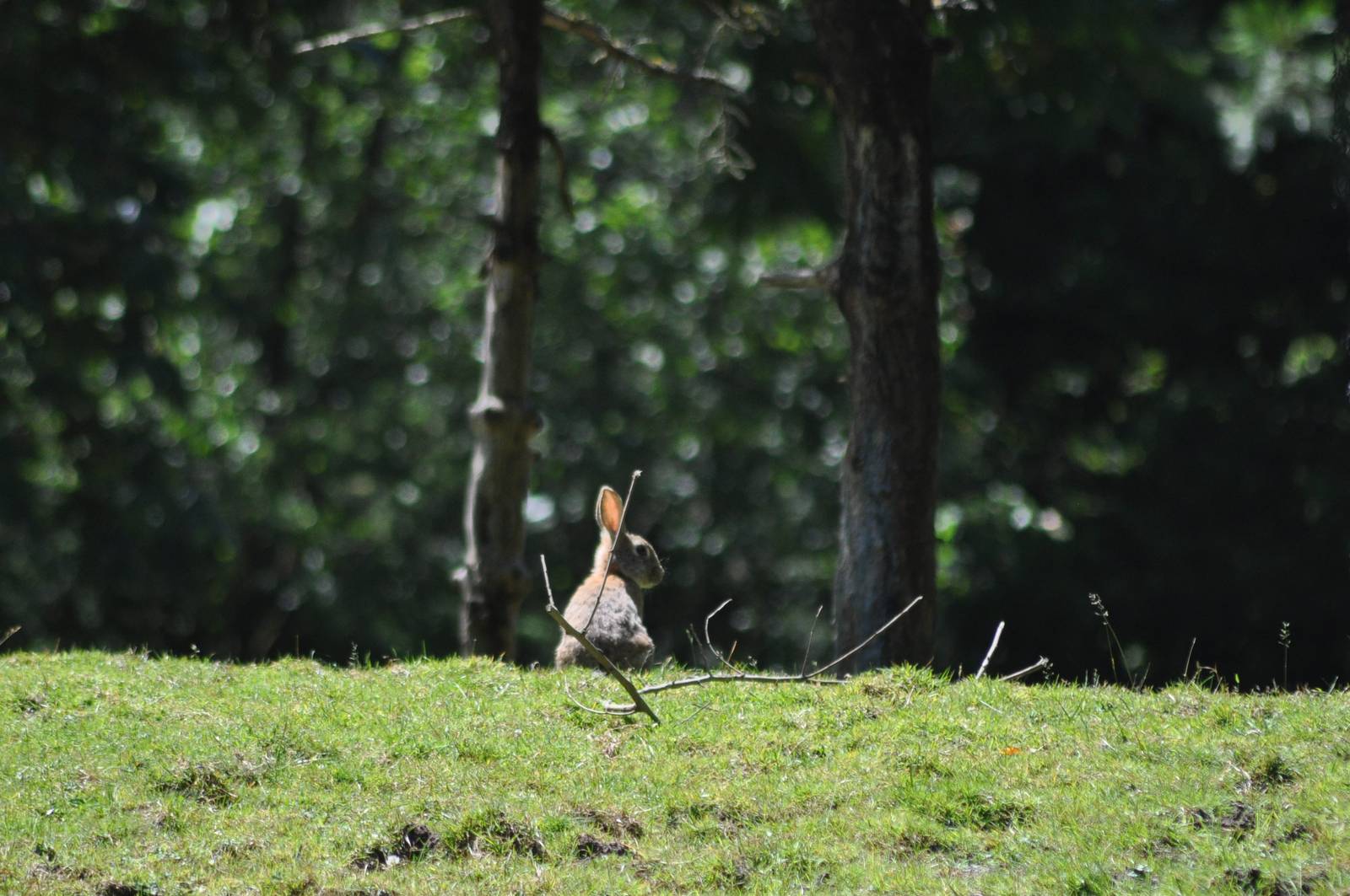 Eastern Cottontail - Washington