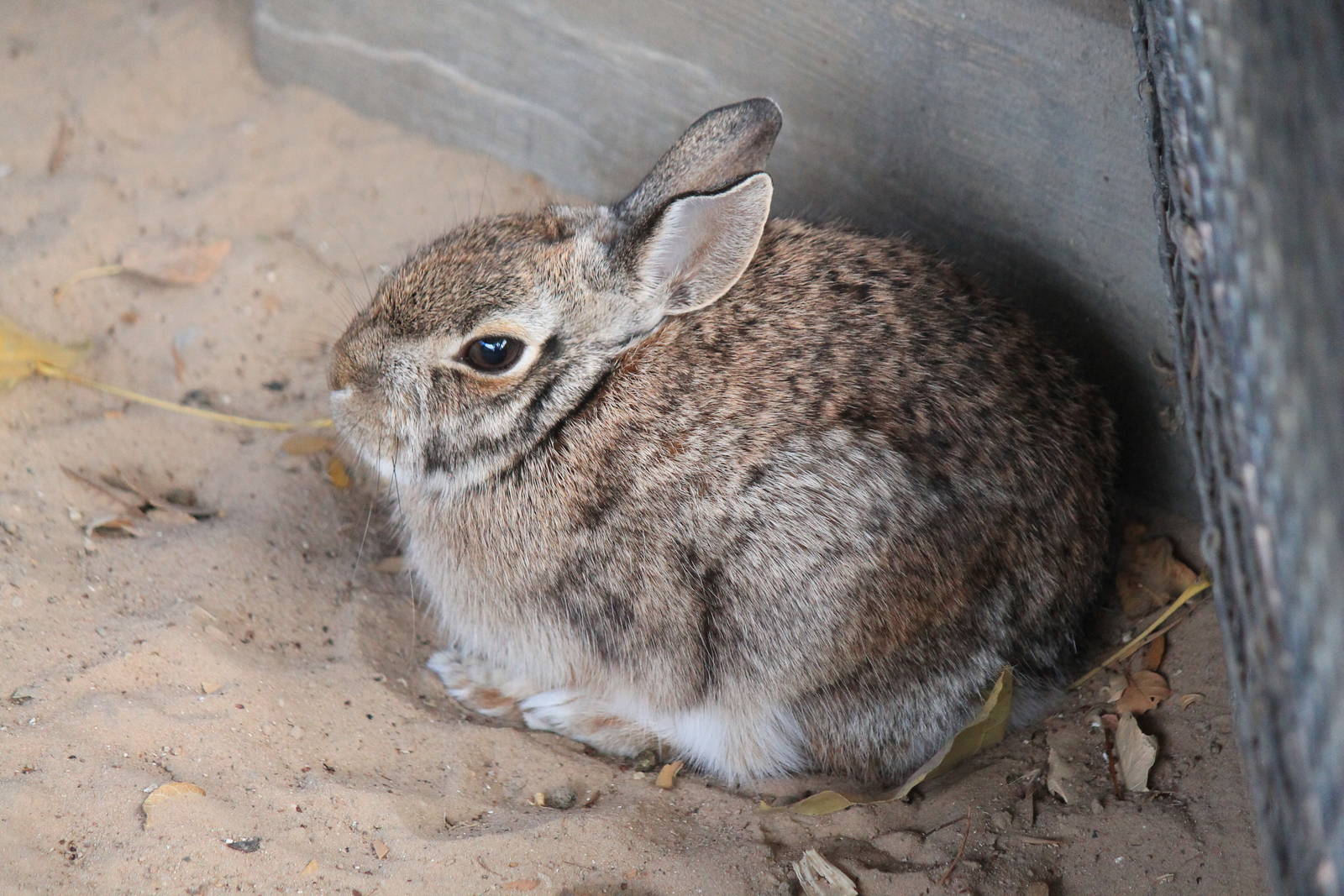 Eastern Cottontail