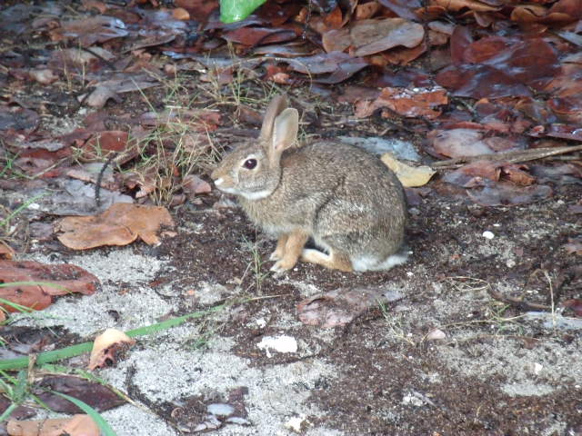 Eastern Cottontail