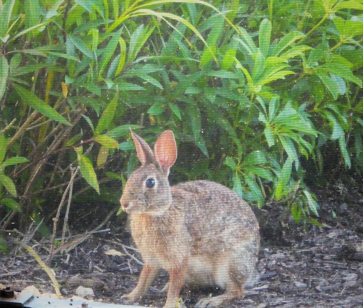 Eastern Cottontail