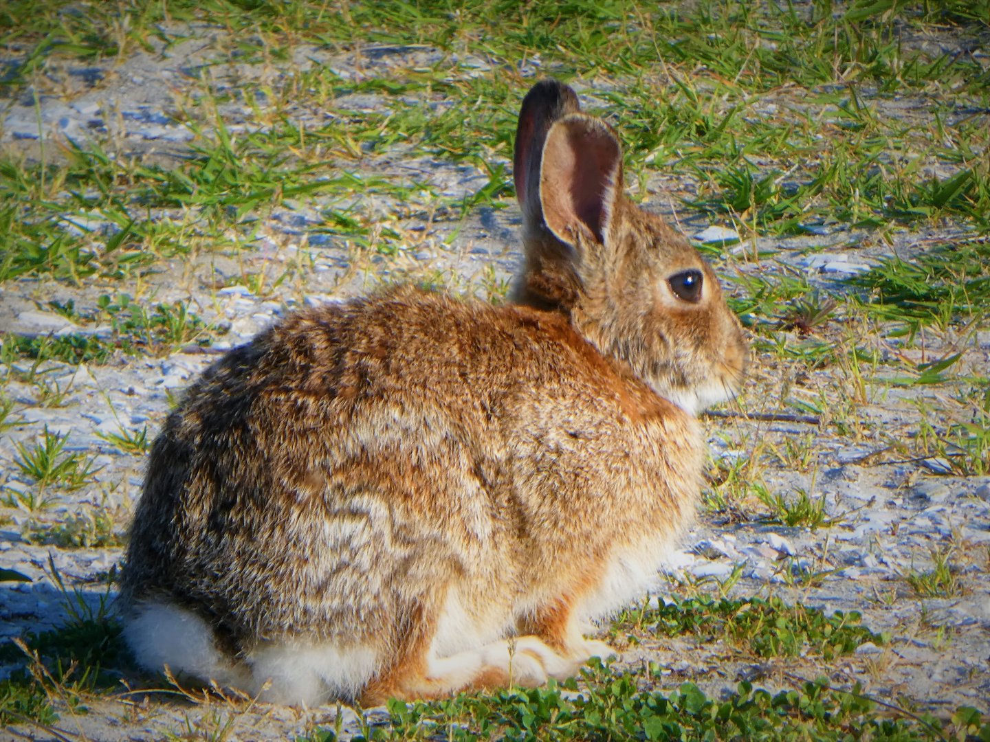Eastern Cottontail