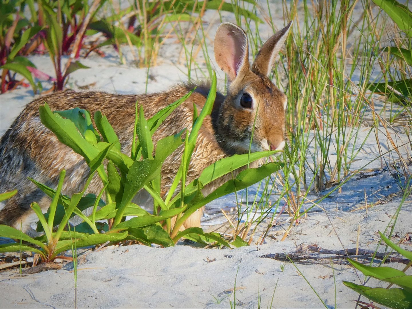 Eastern Cottontail