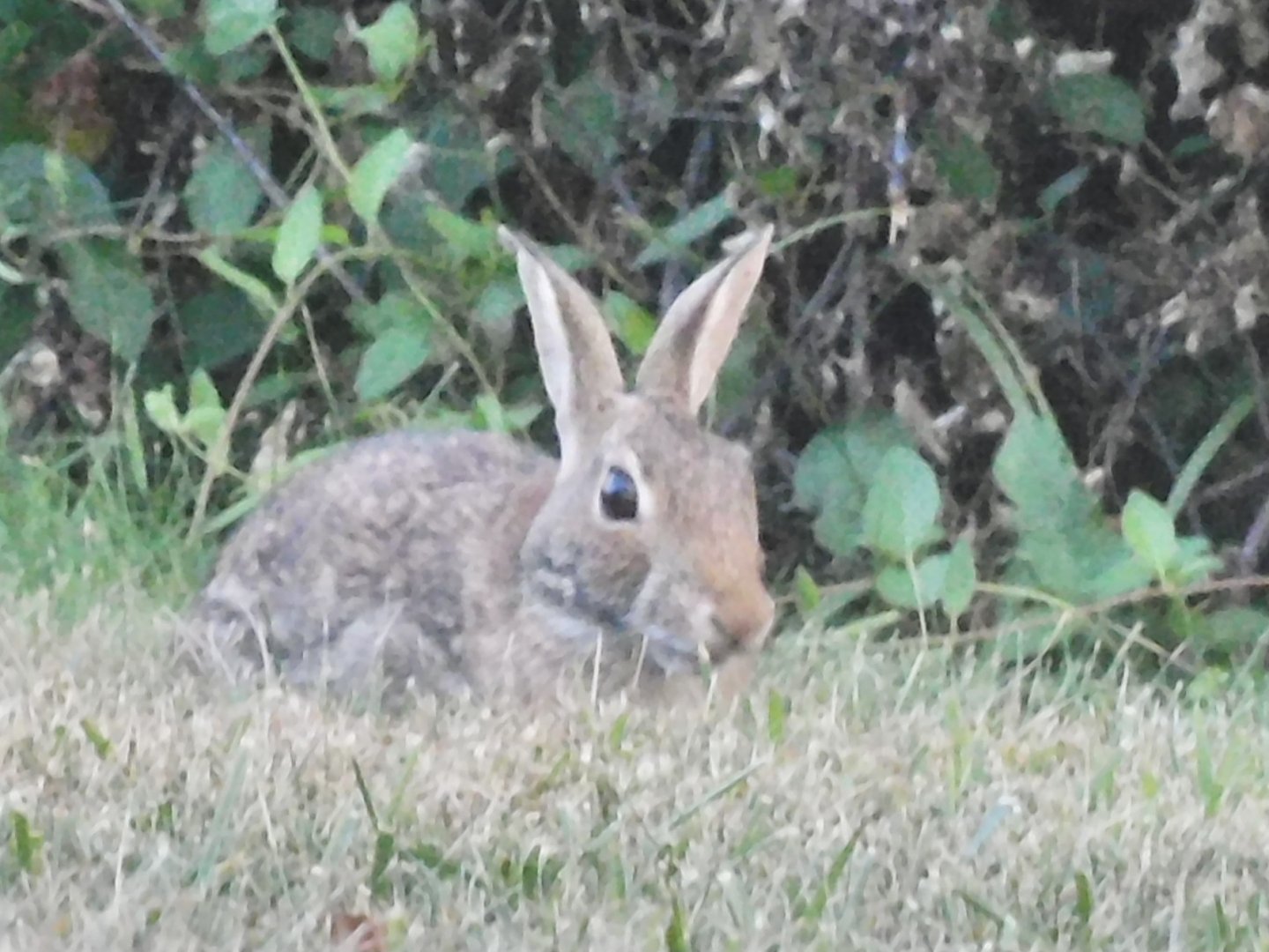 eastern cottontail