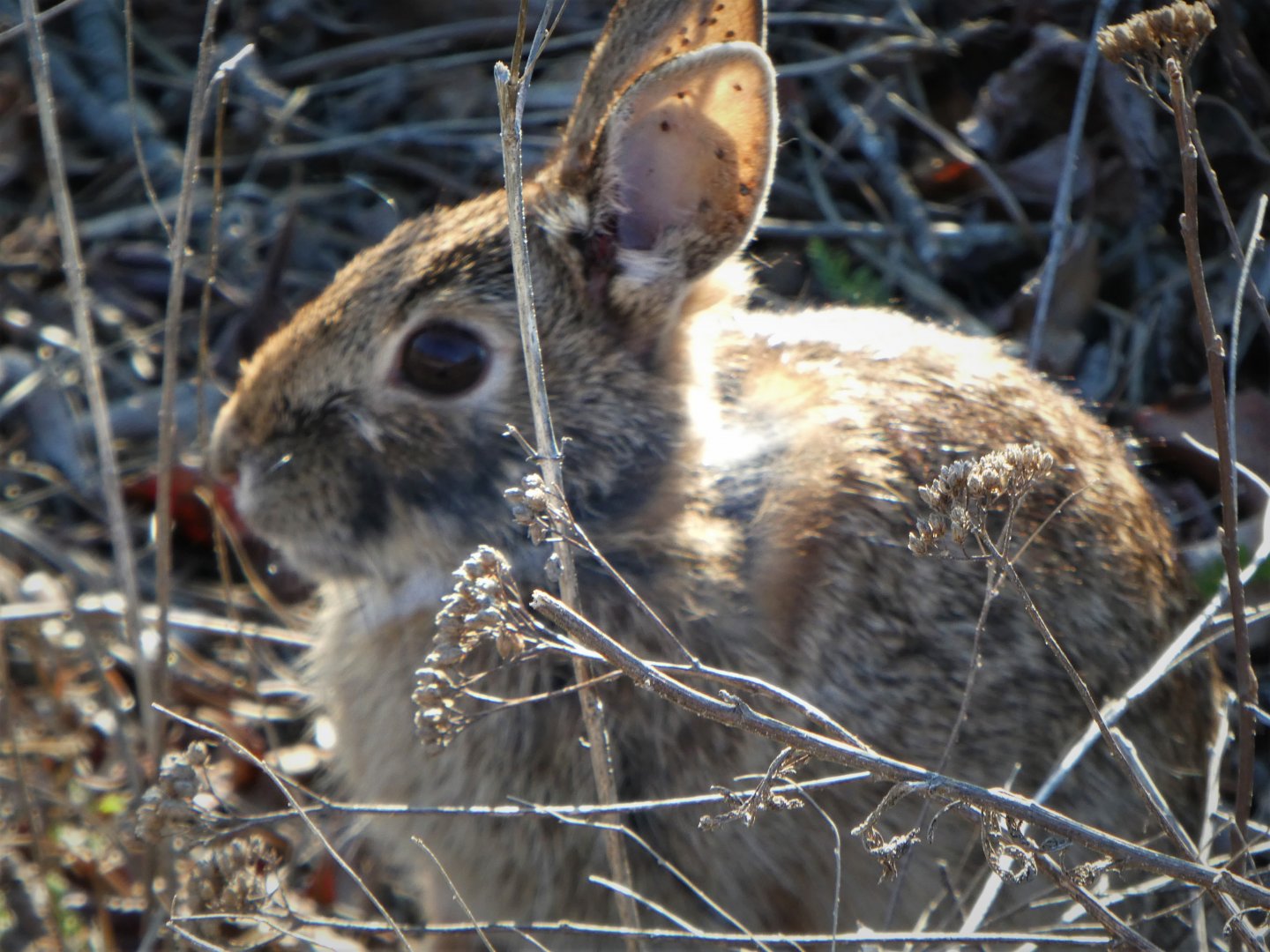 Eastern Cottontail