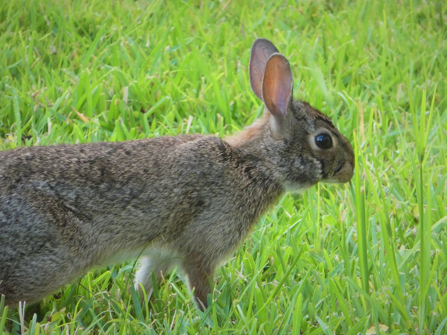 Eastern Cottontail