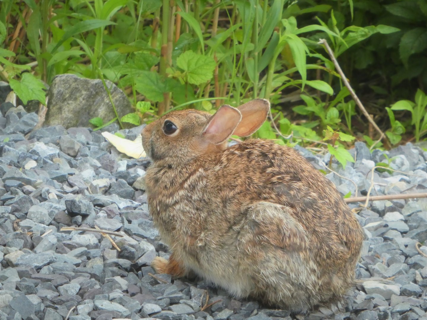 Eastern Cottontail