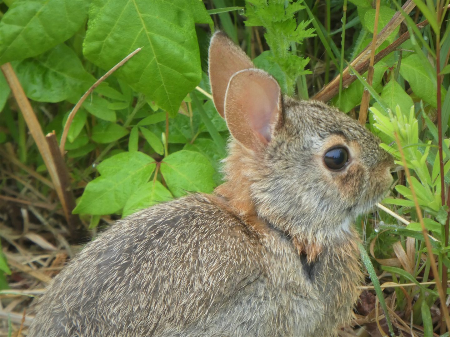 Eastern Cottontail