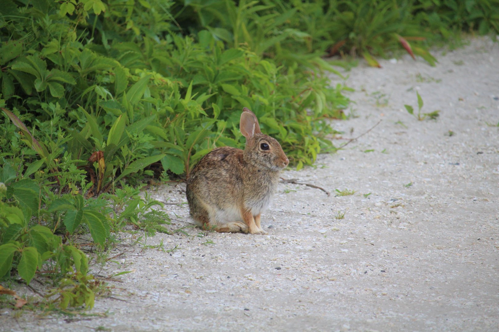 Eastern Cottontail