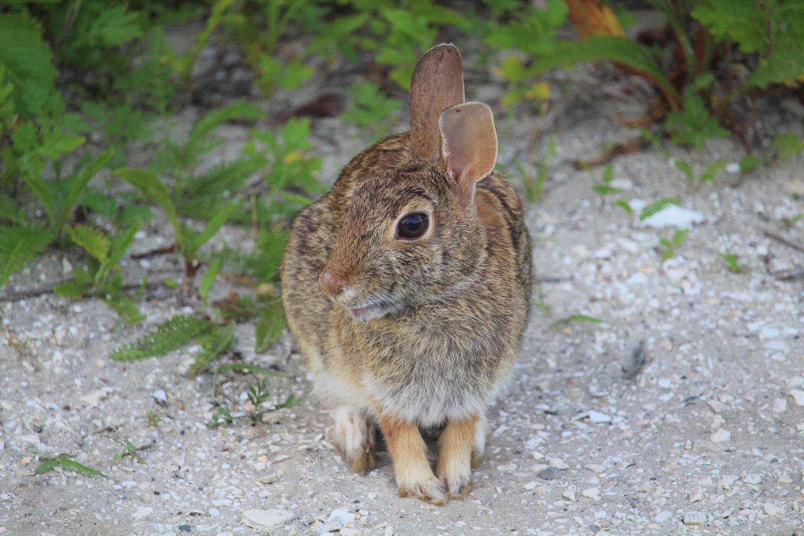 Eastern Cottontail