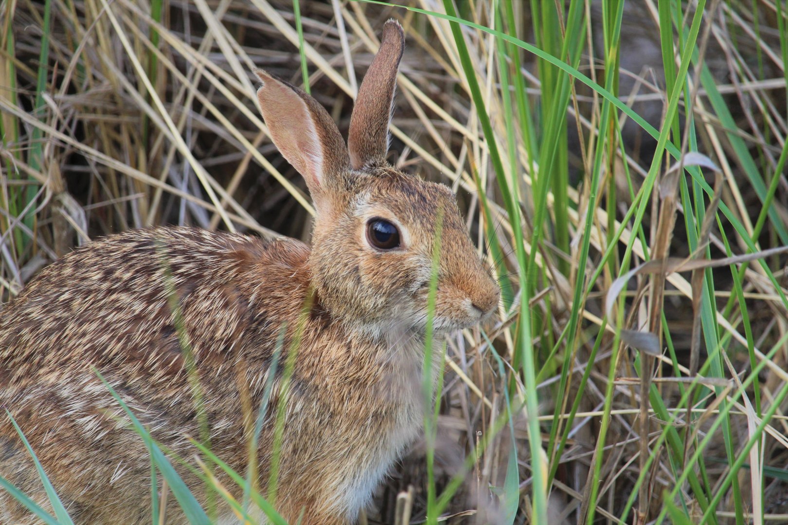 Eastern Cottontail