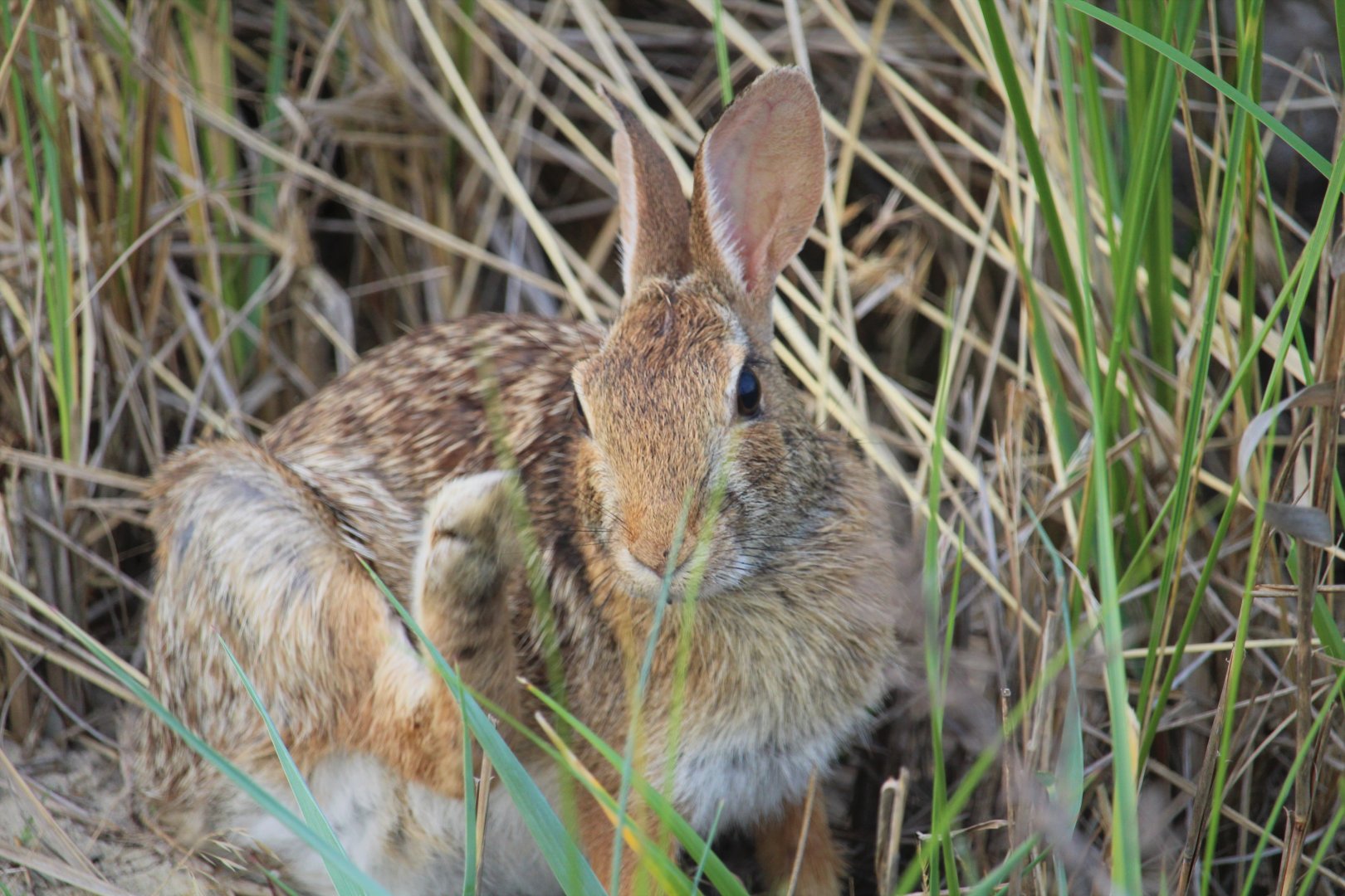 Eastern Cottontail