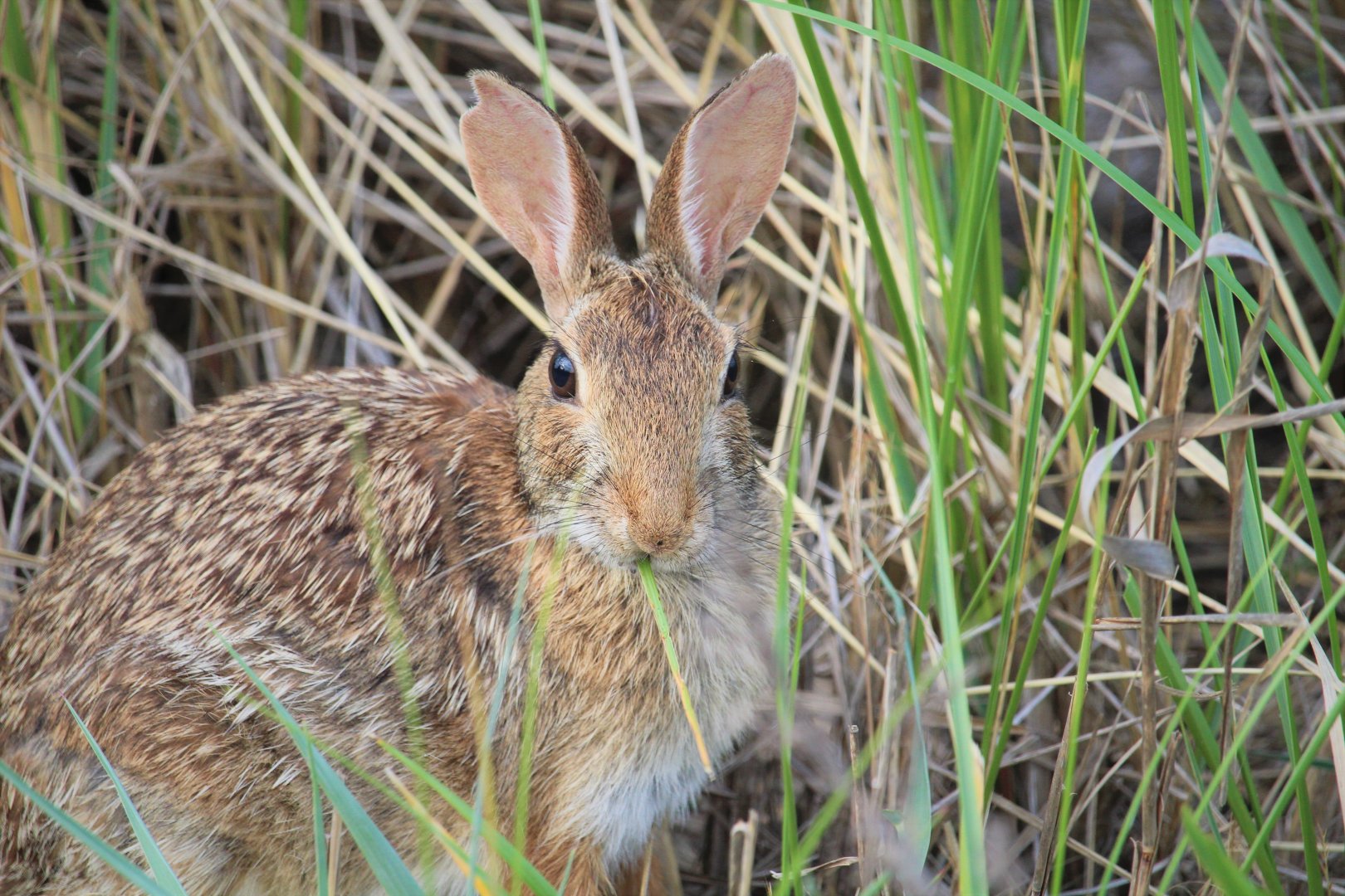Eastern Cottontail