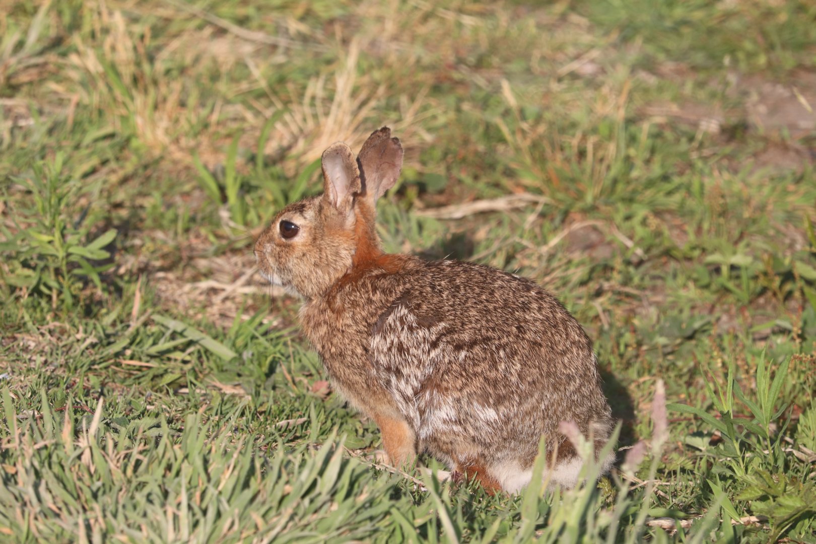 Eastern Cottontail