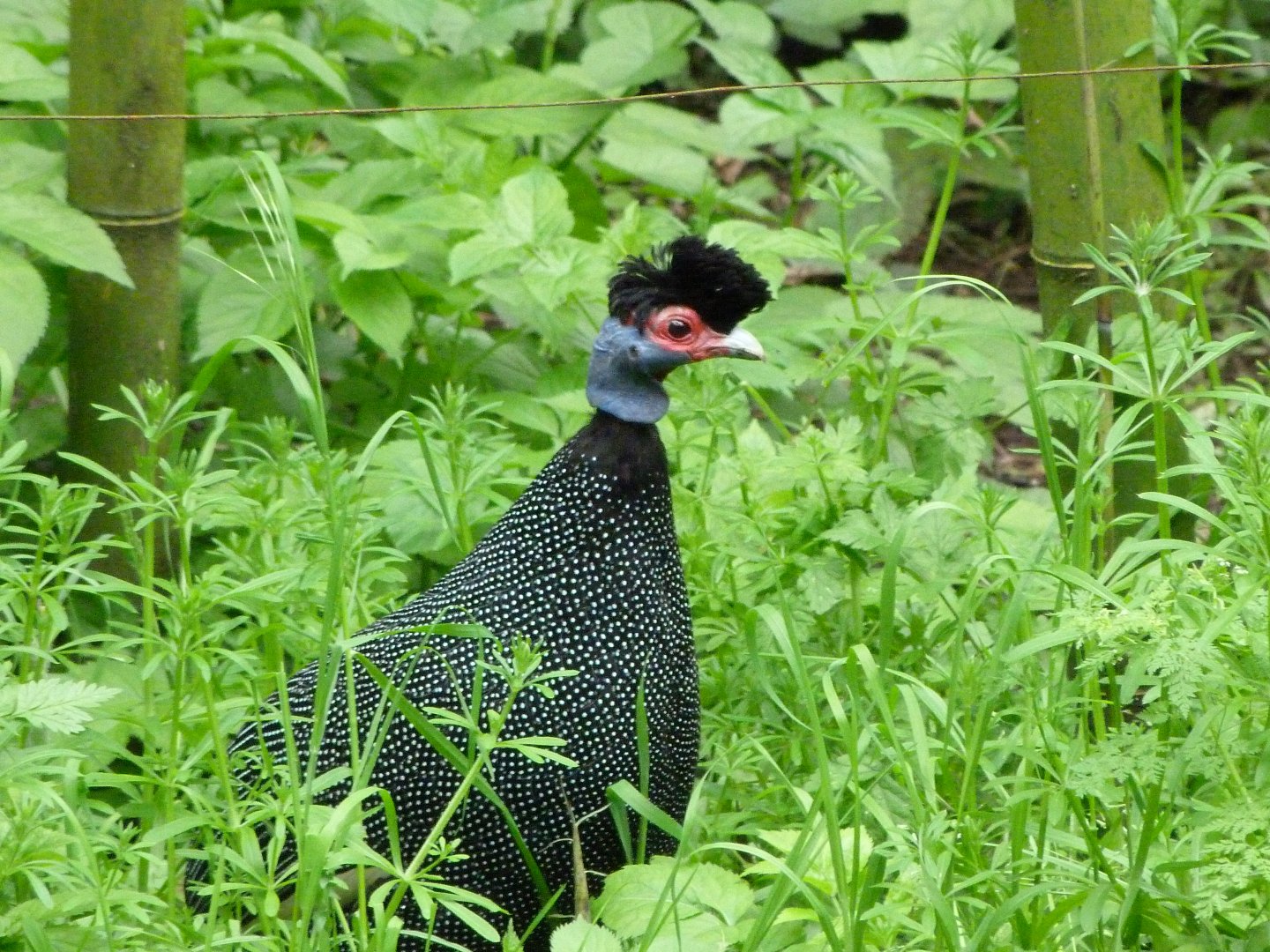 Eastern crested guineafowl -Bioparc de Doué la Fontaine (2025)