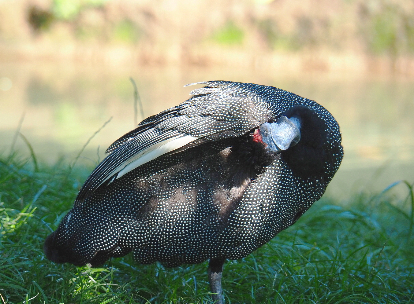Eastern crested guineafowl (Guttera pucherani), 2021-09-03