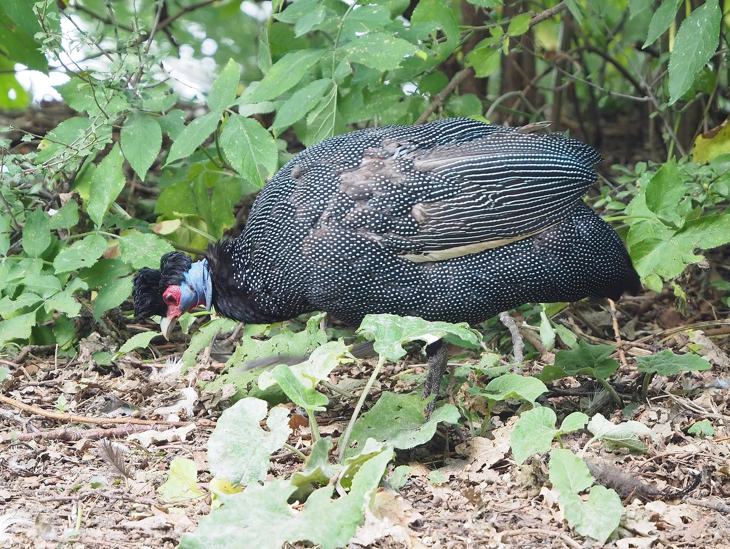 Eastern crested guineafowl (Guttera pucherani), 2022-08-28