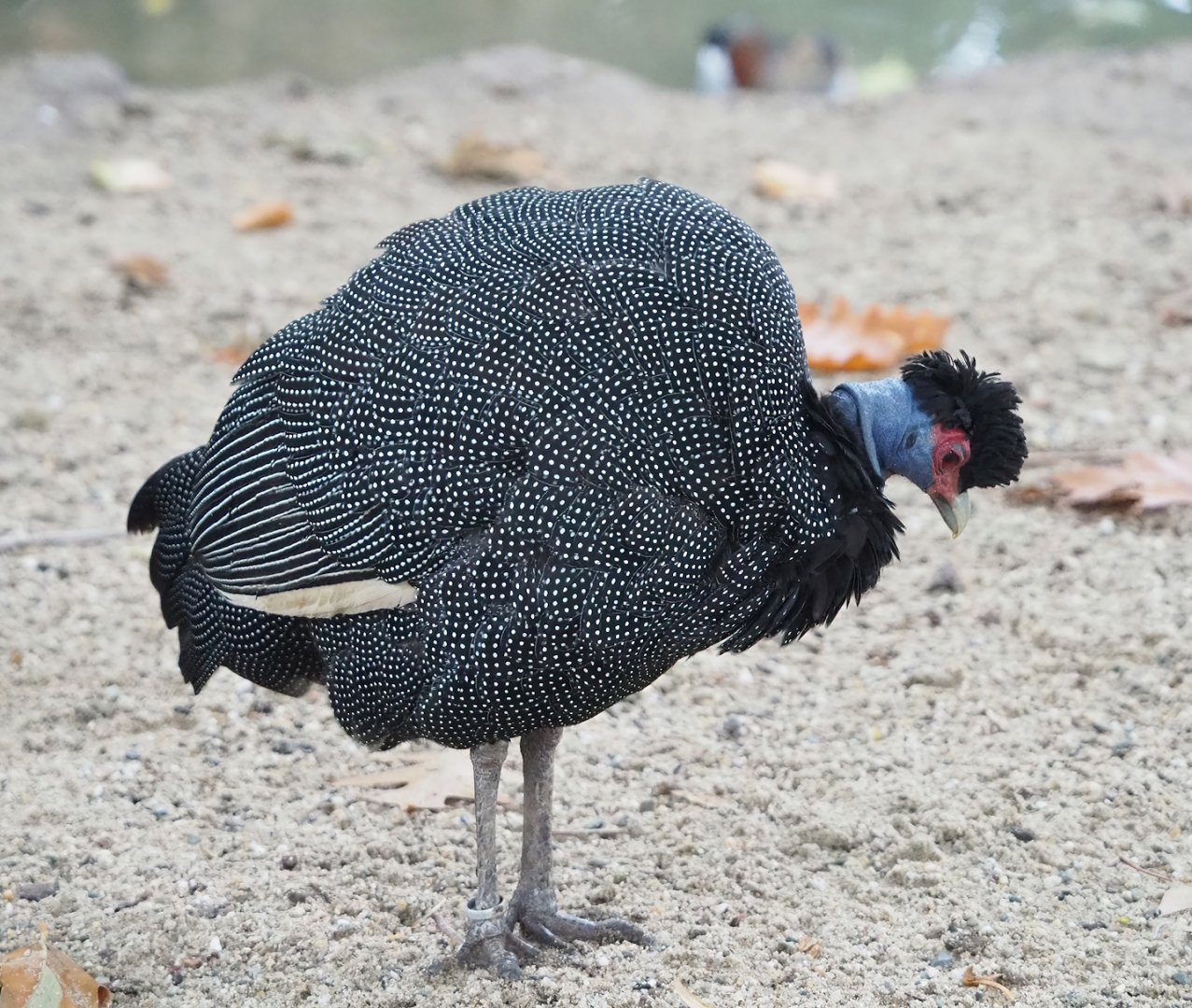Eastern crested guineafowl (Guttera pucherani), 2023-10-13