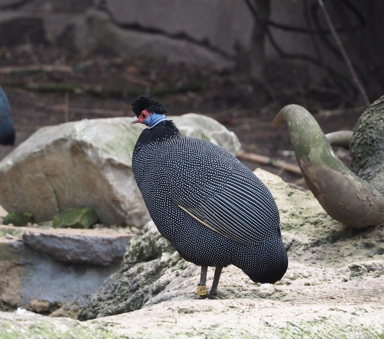 Eastern crested guineafowl (Guttera pucherani), 2024-03-09